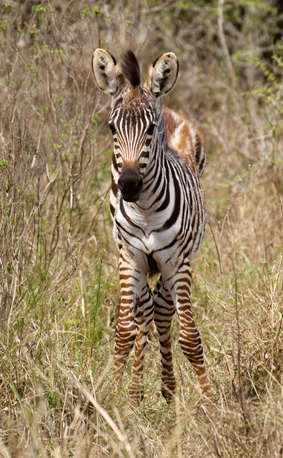 Zebra foal