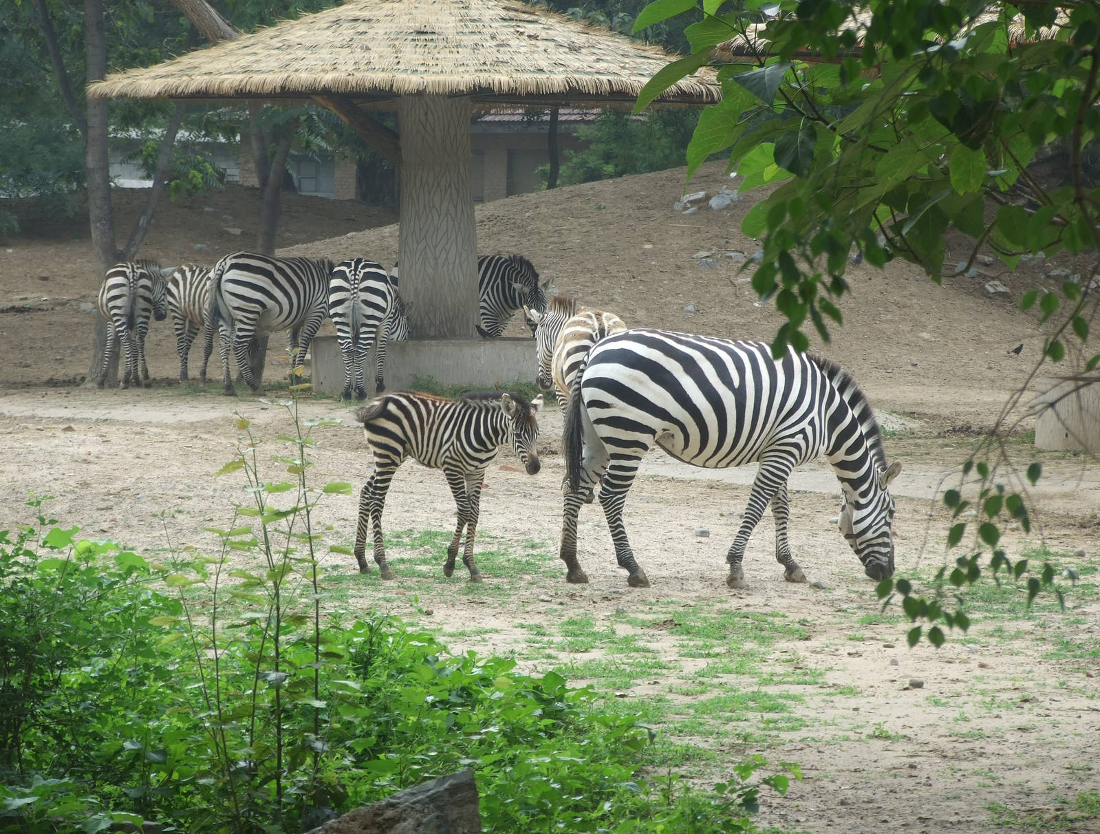 Zebra foal