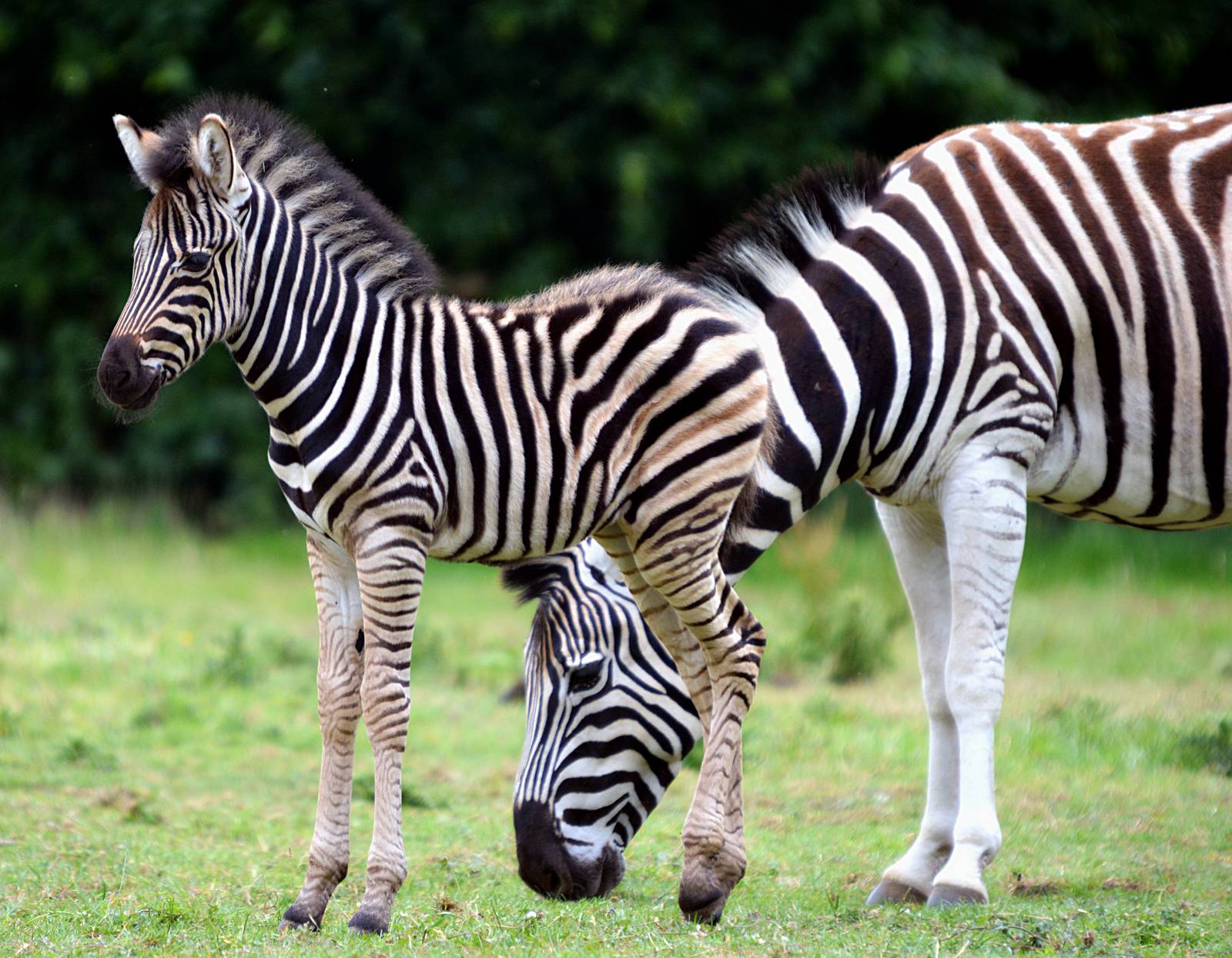 ZEBRA FOAL