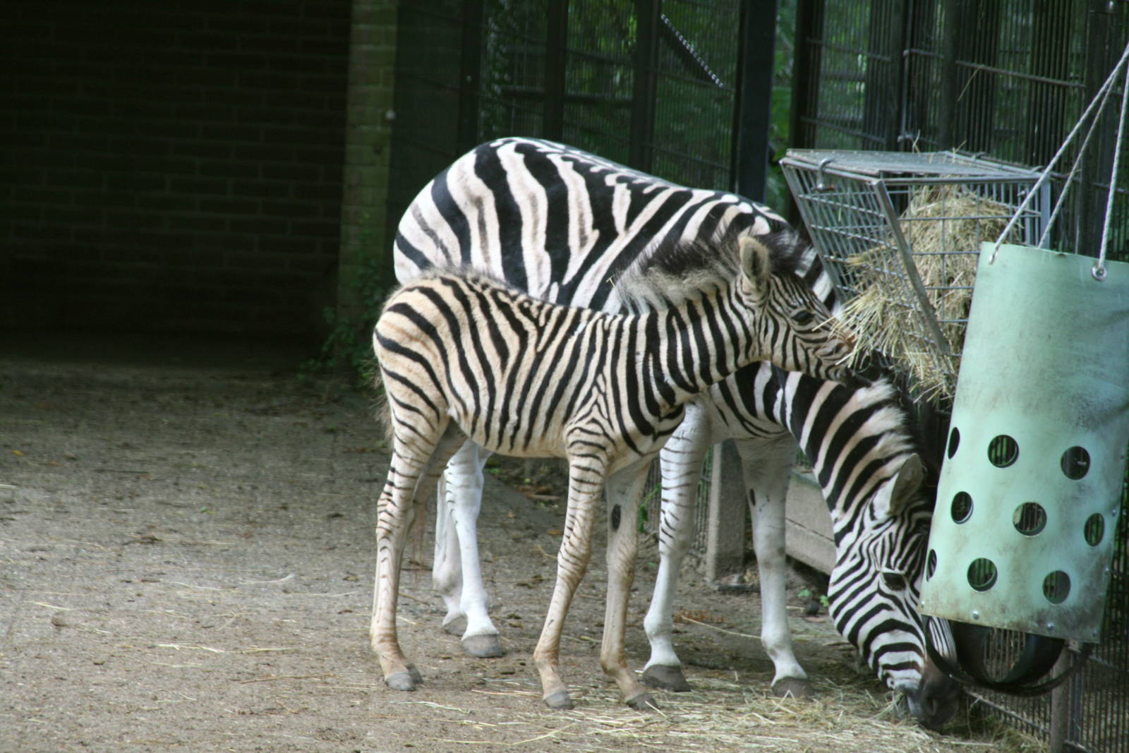 Zebra foal