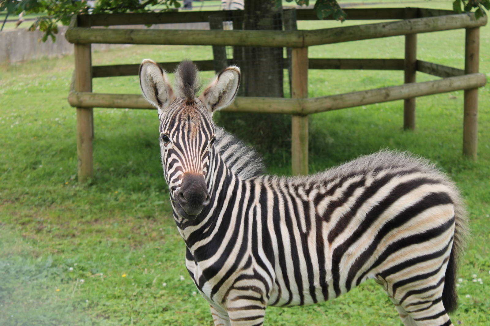 Zebra Foal
