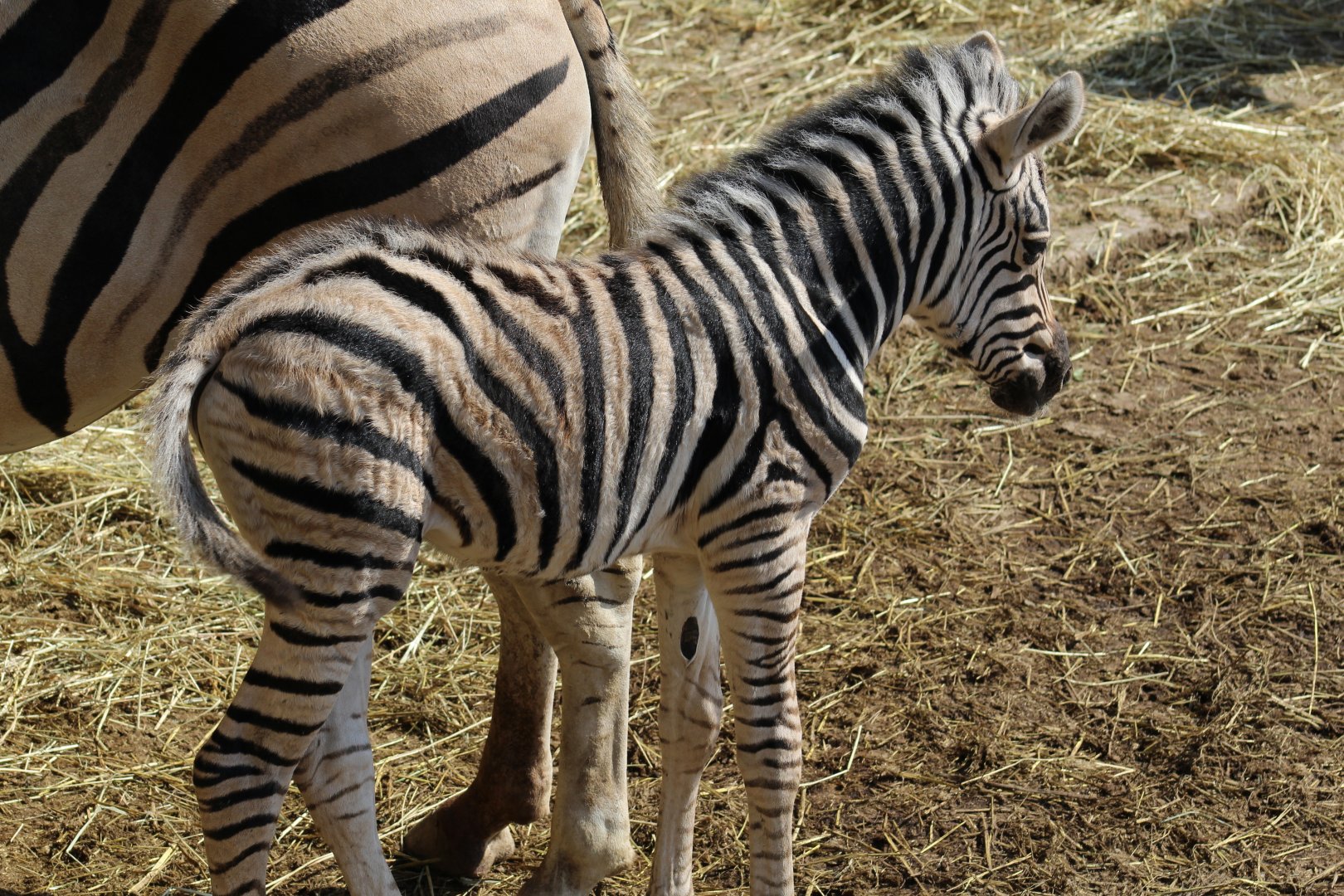 Zebra Foal