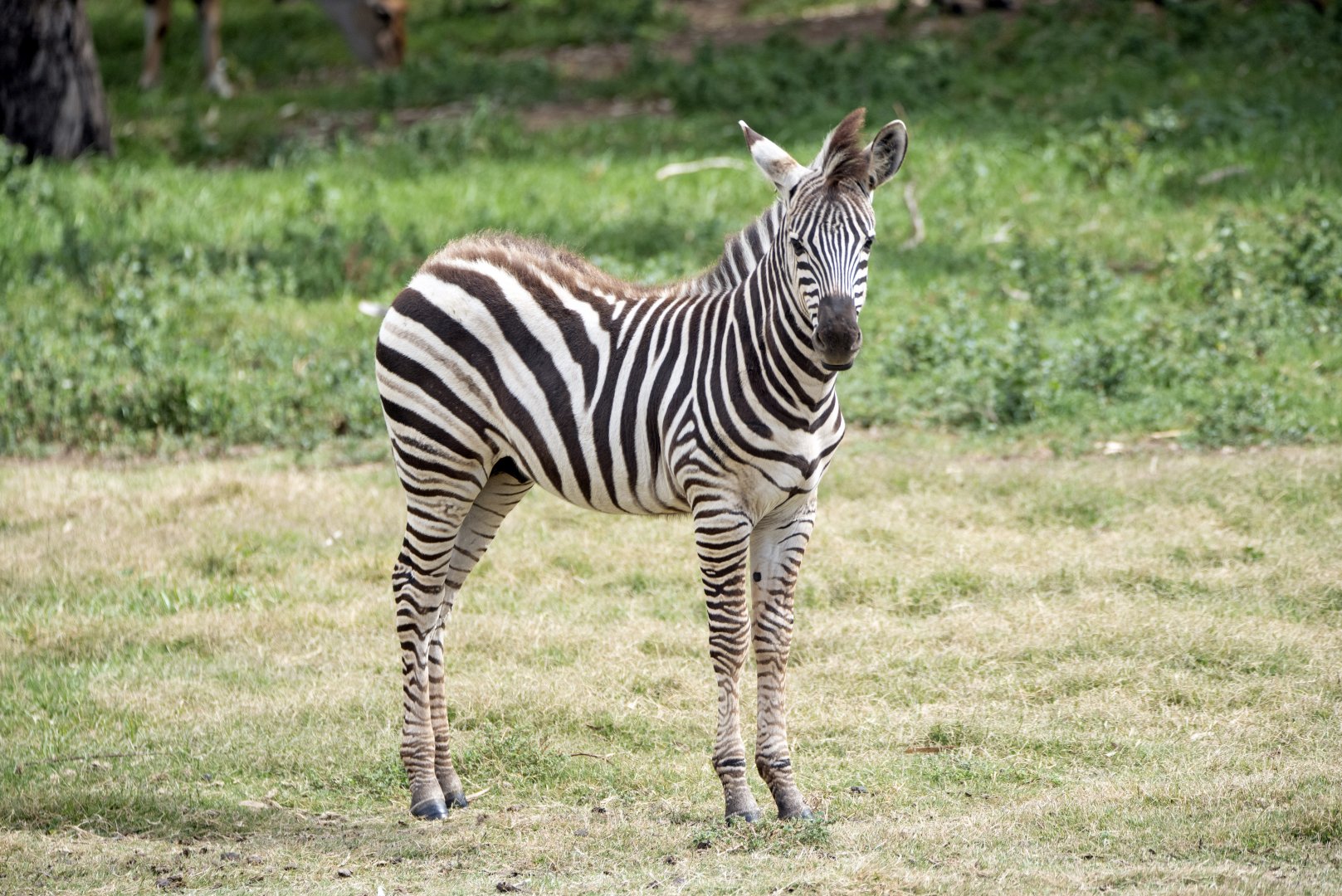 Zebra Foal