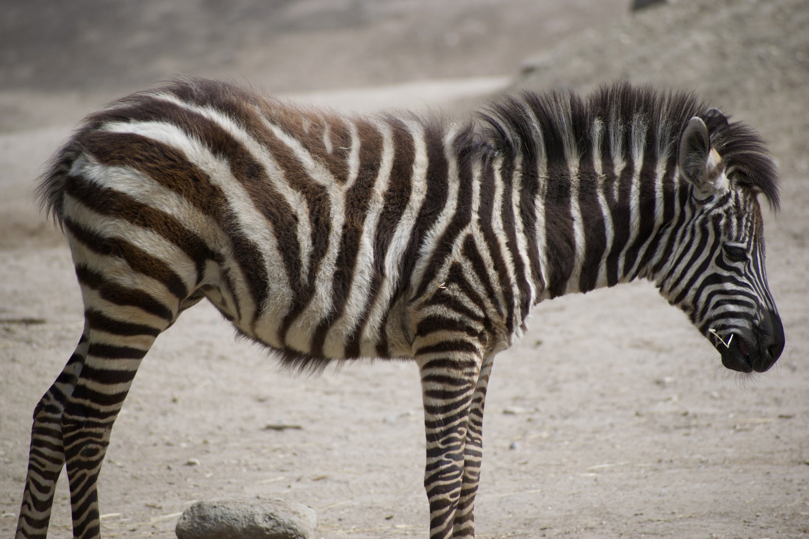 Zebra Foal