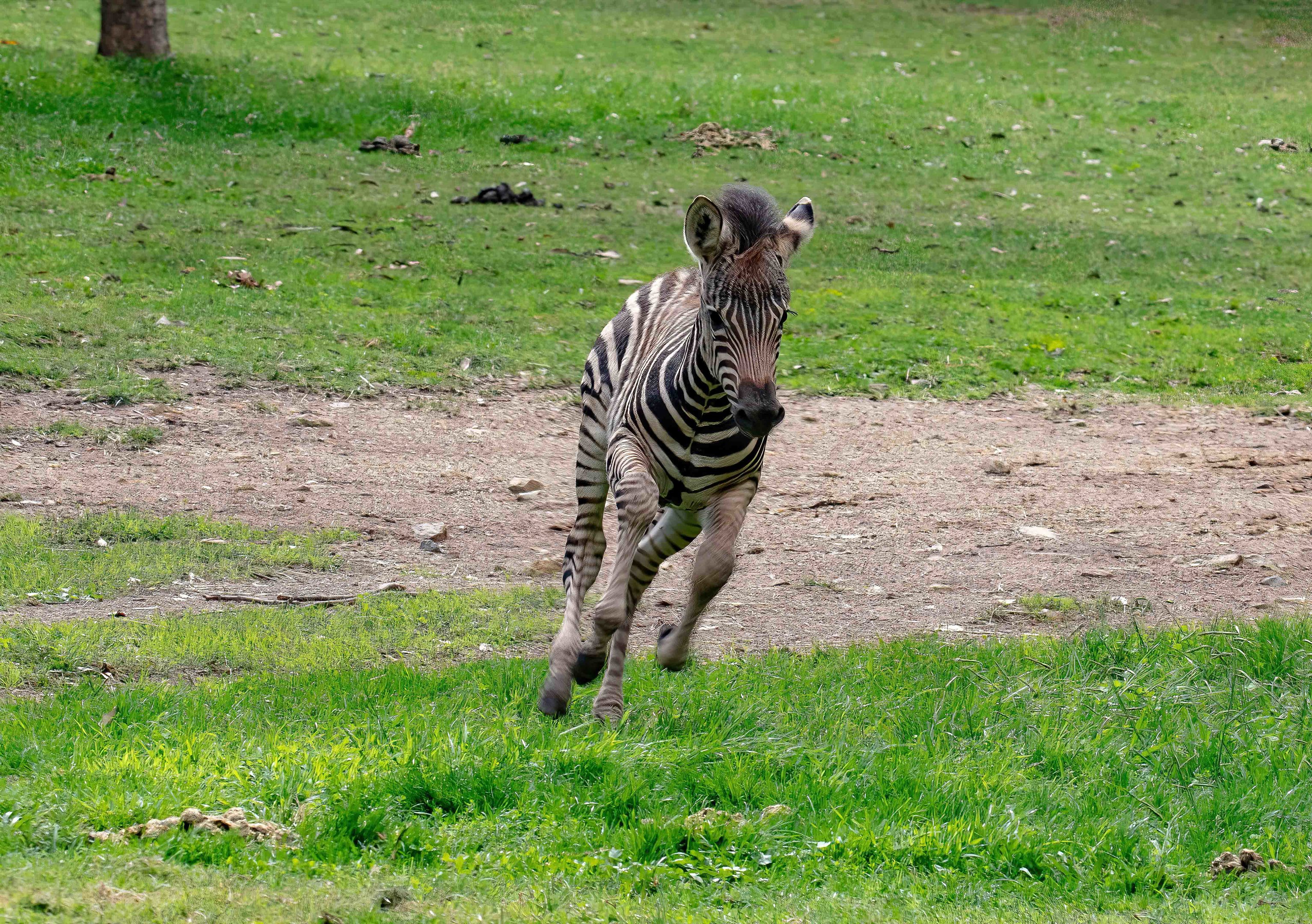 Zebra foal