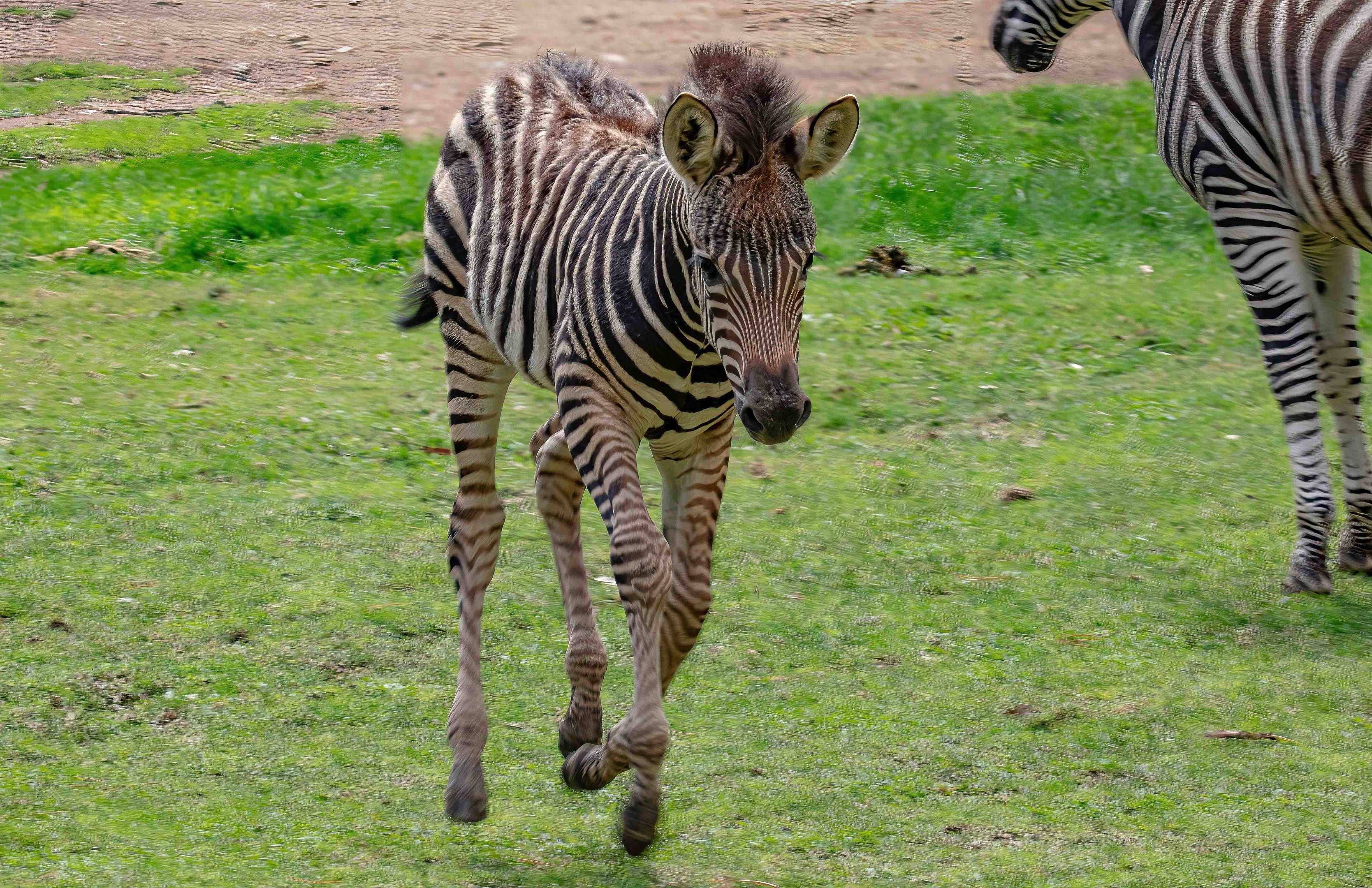 Zebra foal