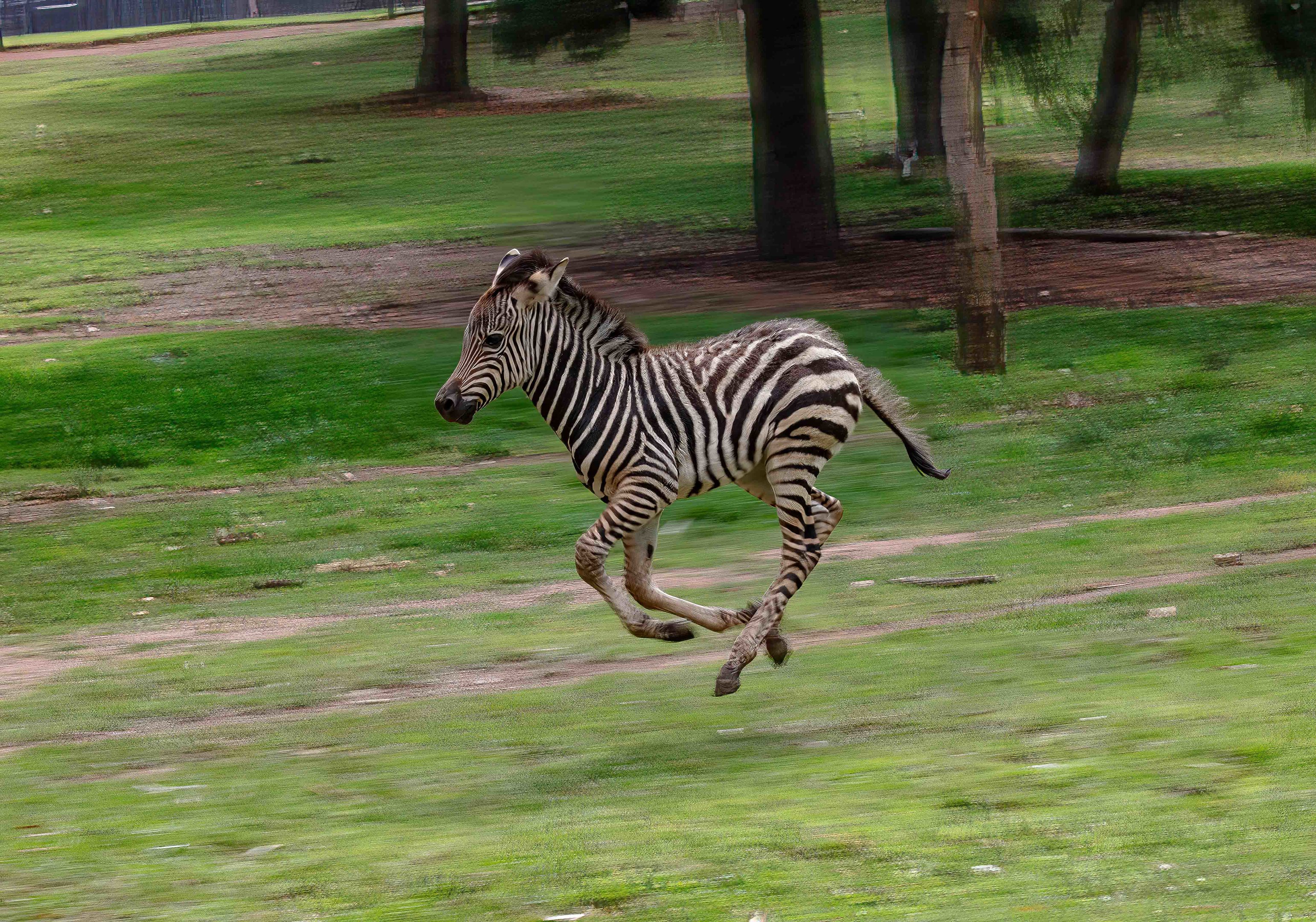 Zebra foal