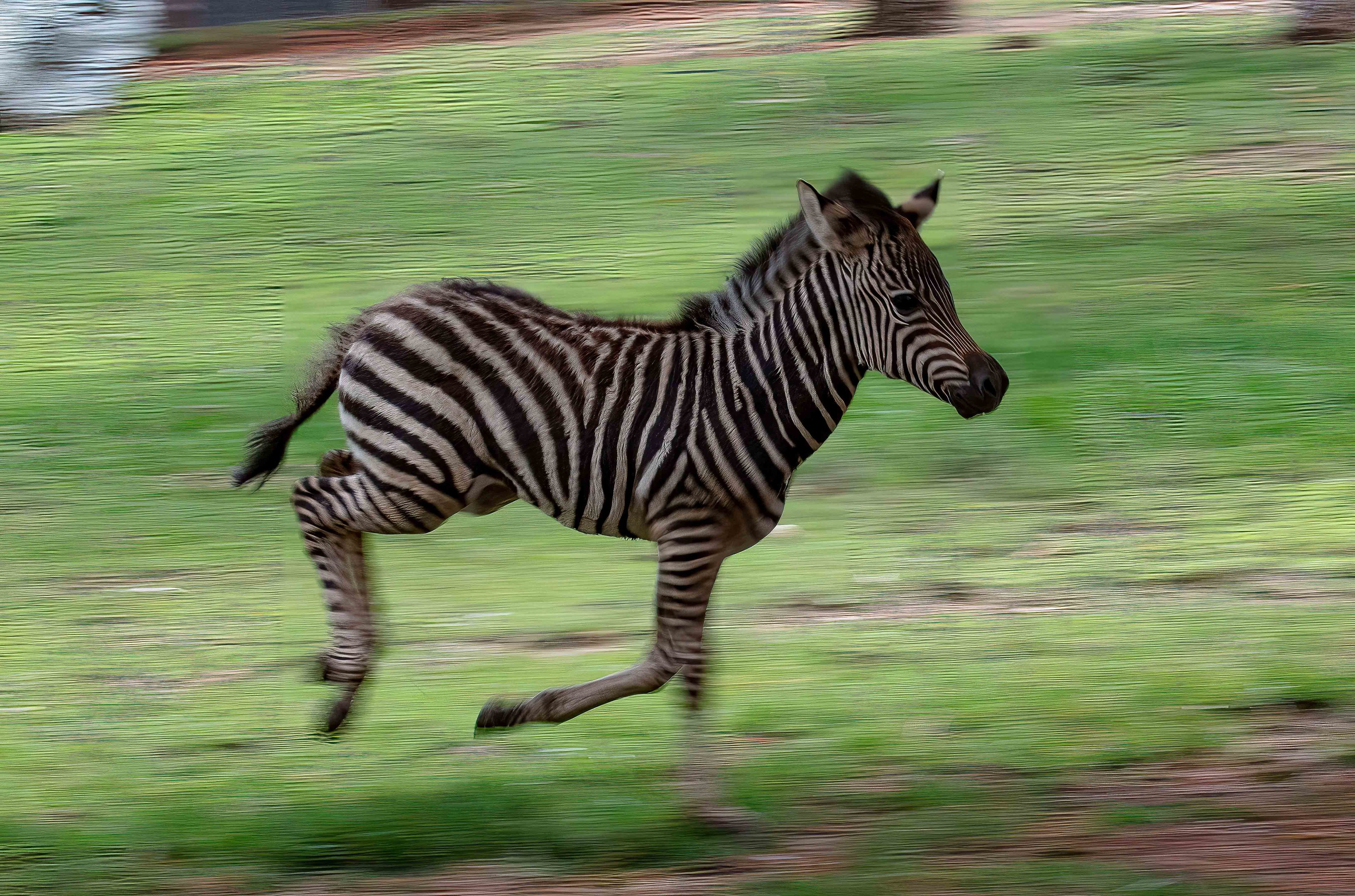 Zebra foal