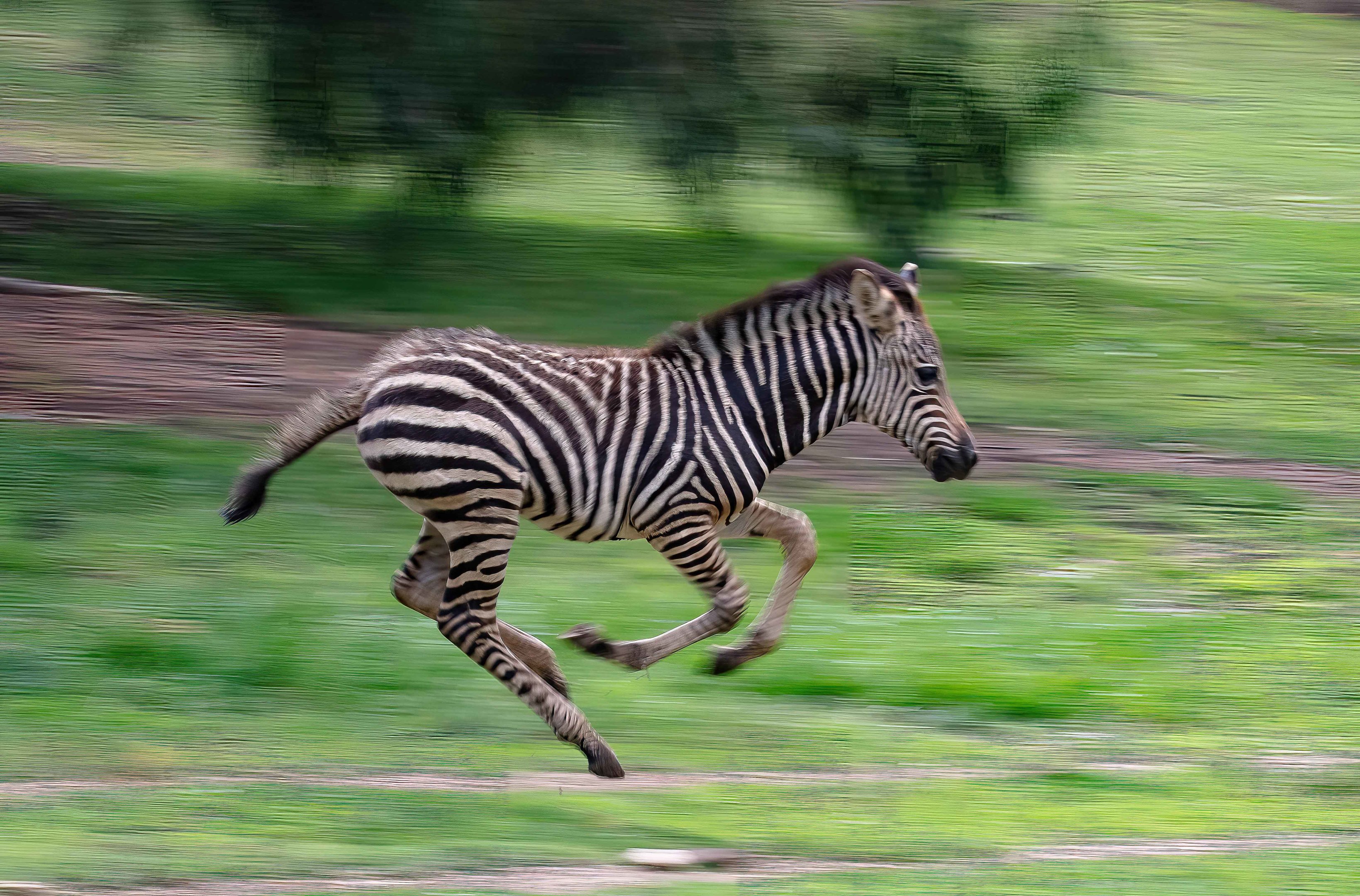 Zebra foal