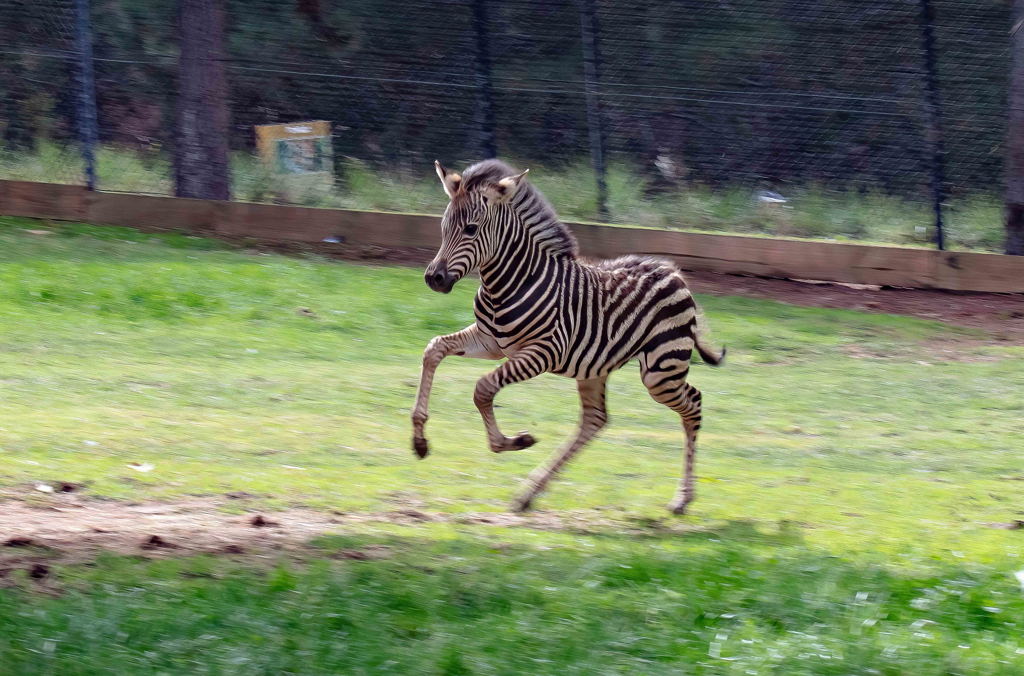 Zebra foal