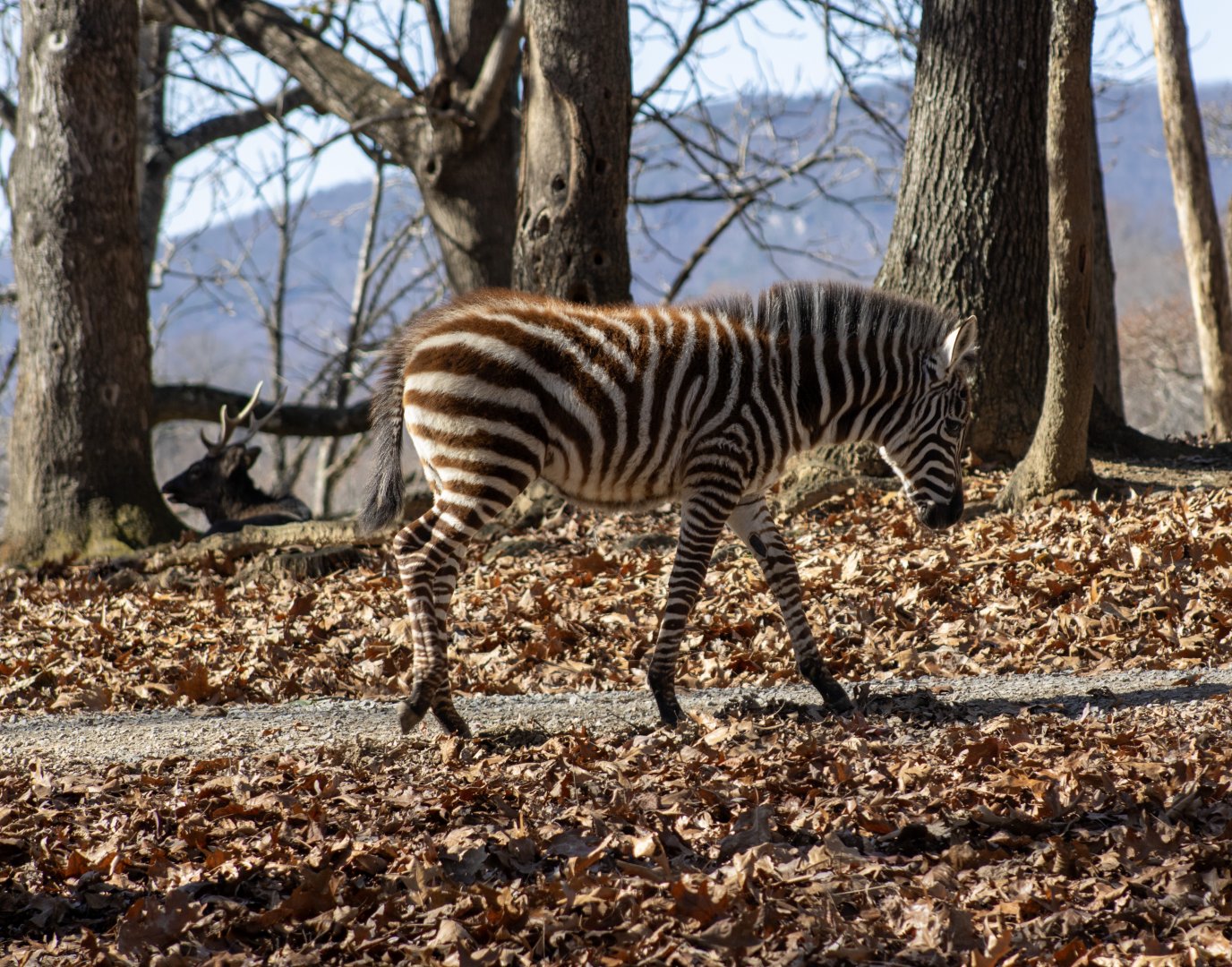 Zebra Foal