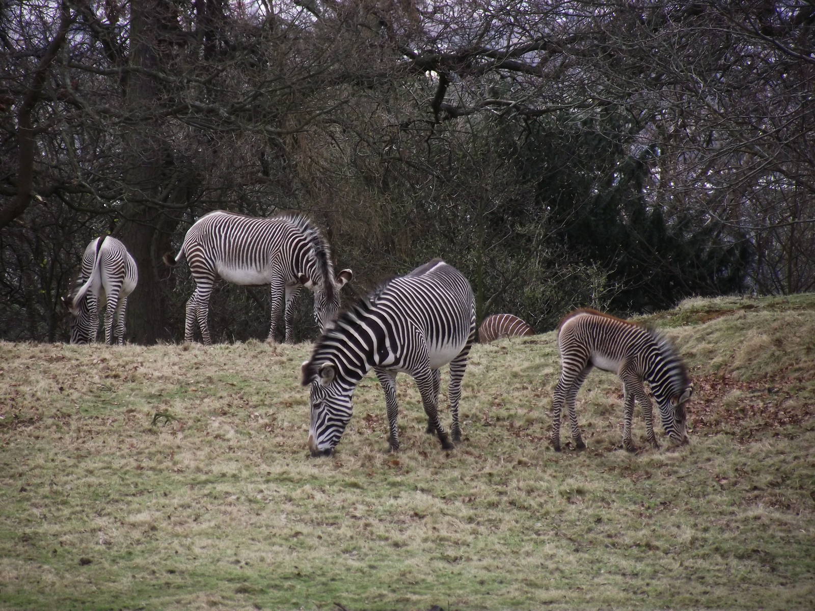 Zebra foals