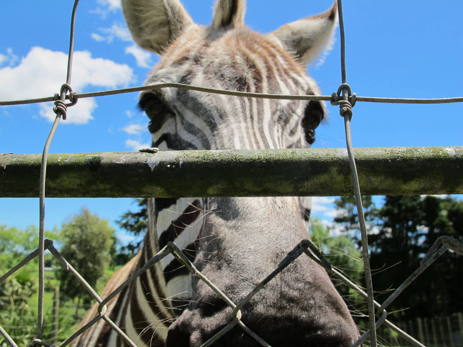 Zebra - Franklin Zoo