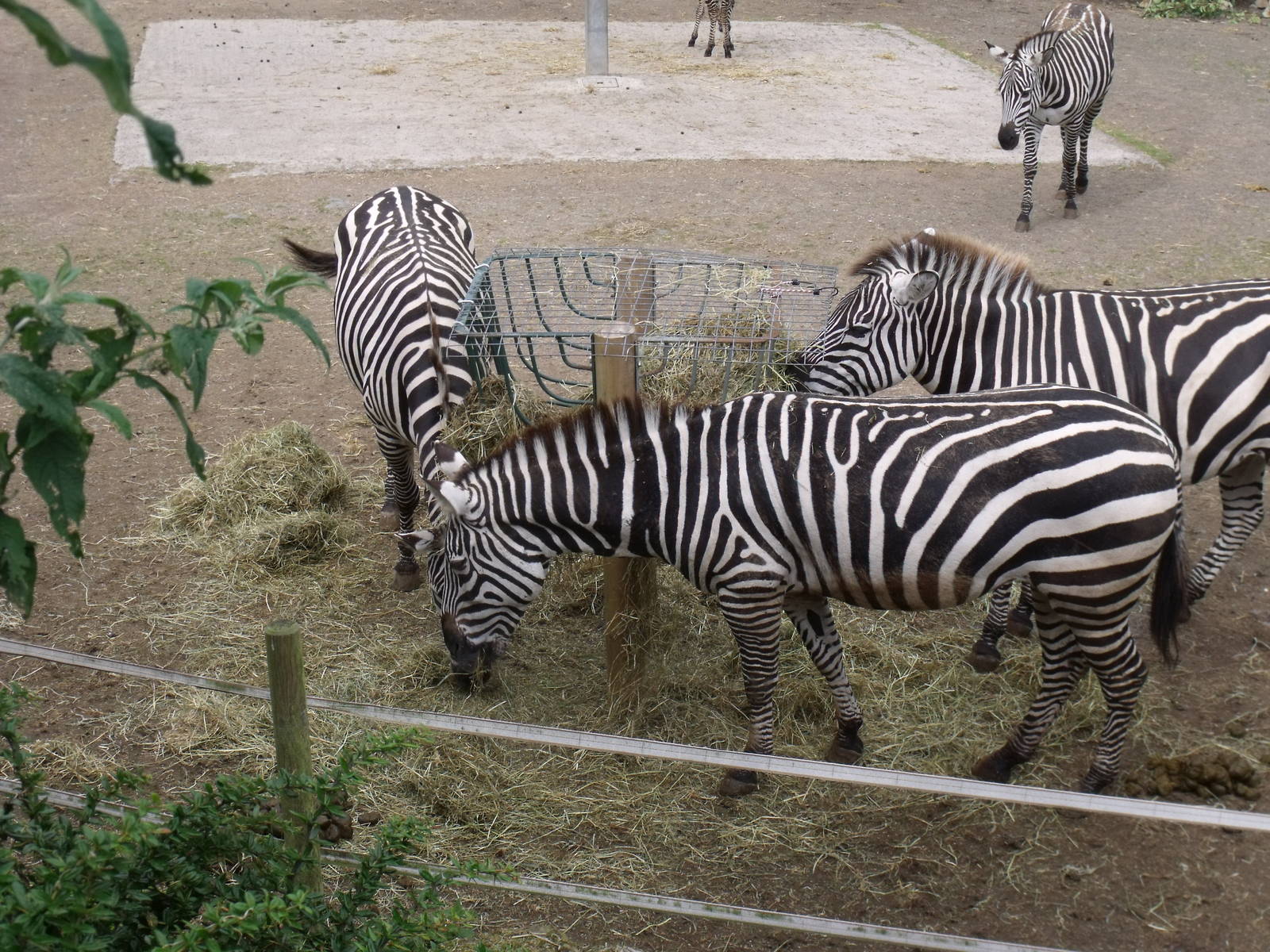 Zebra from viewing platform