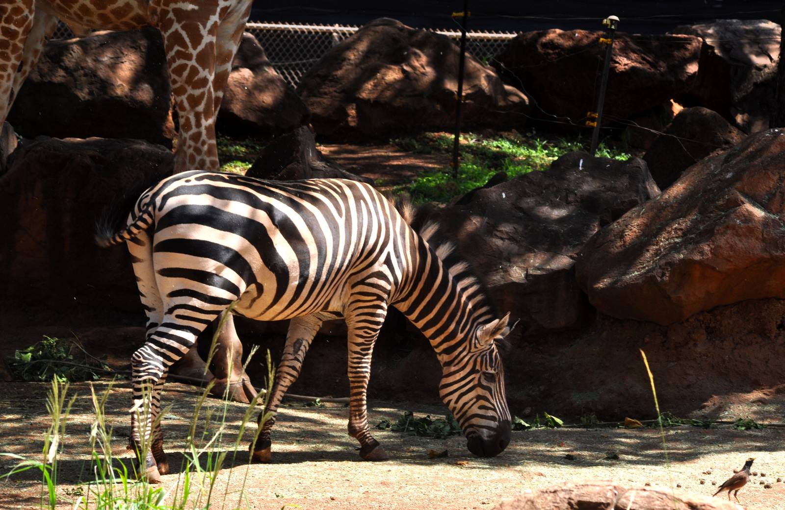 Zebra, Giraffe, and Hill Mynah