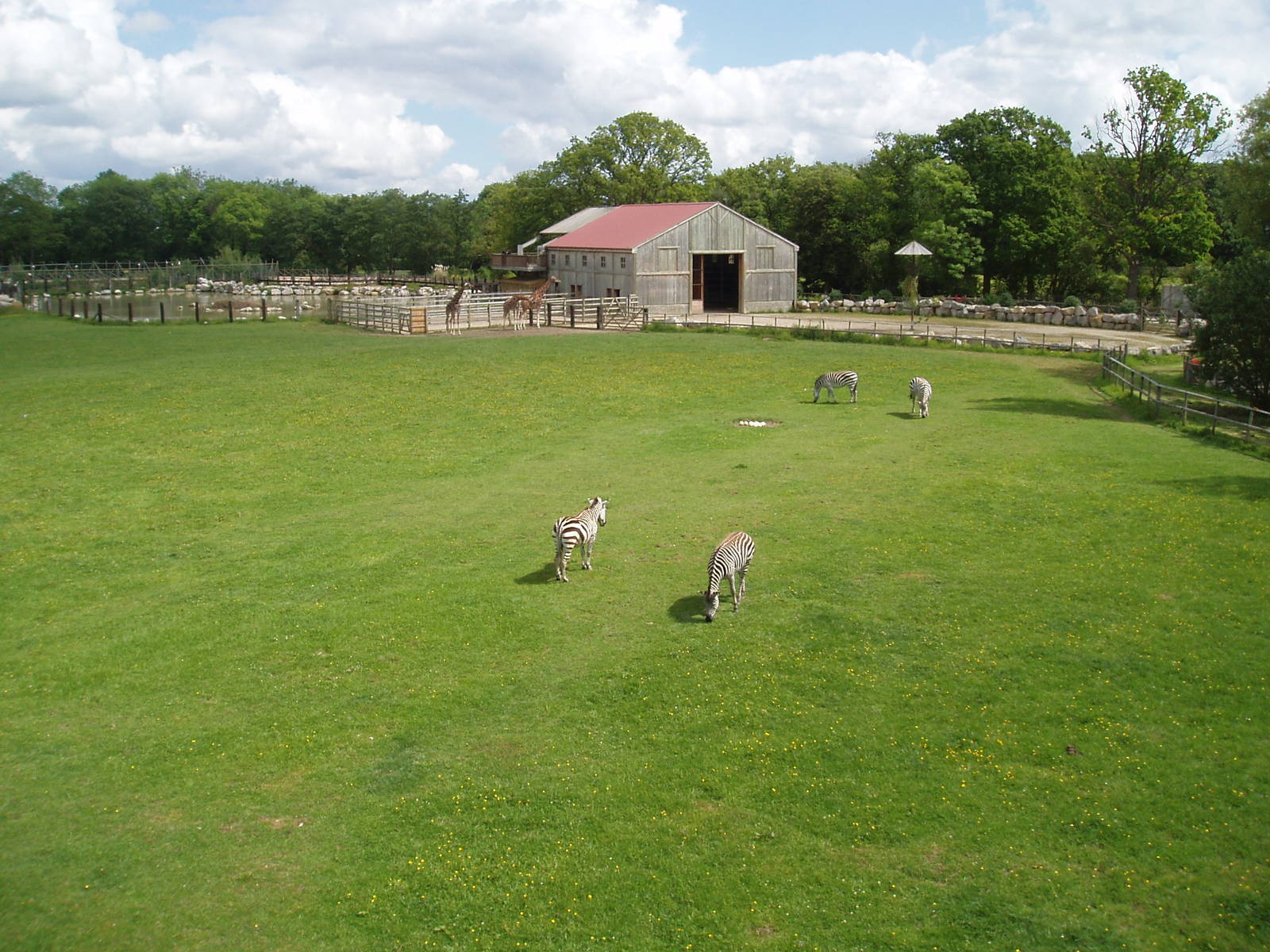 Zebra giraffe and ostrich paddock