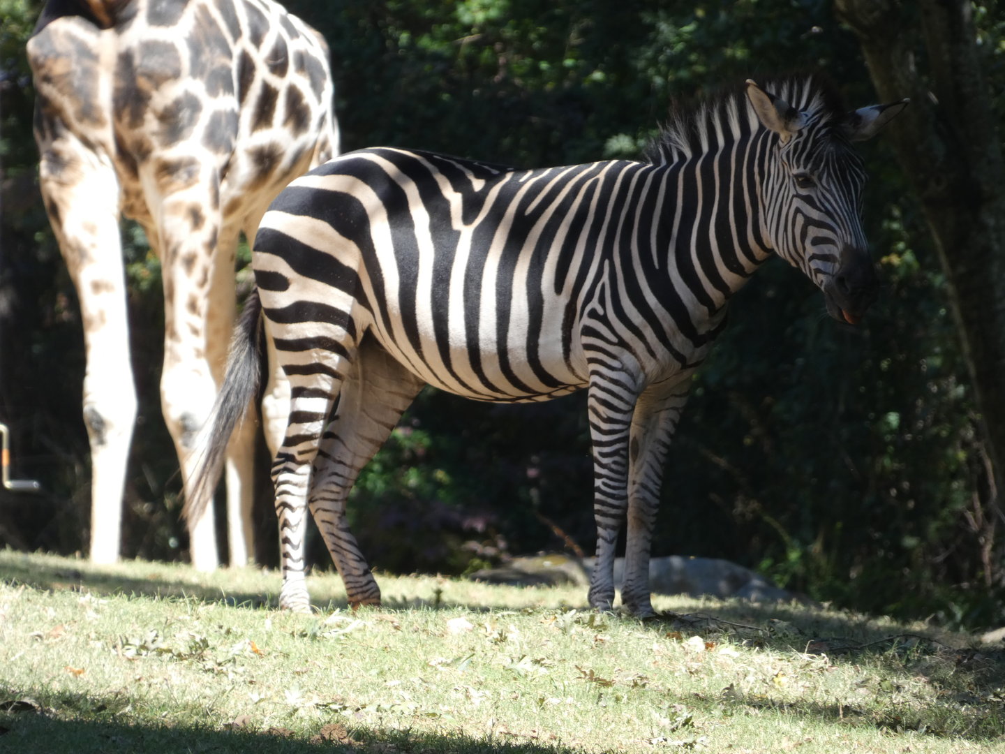 Zebra + Giraffe at the North Carolina Zoo