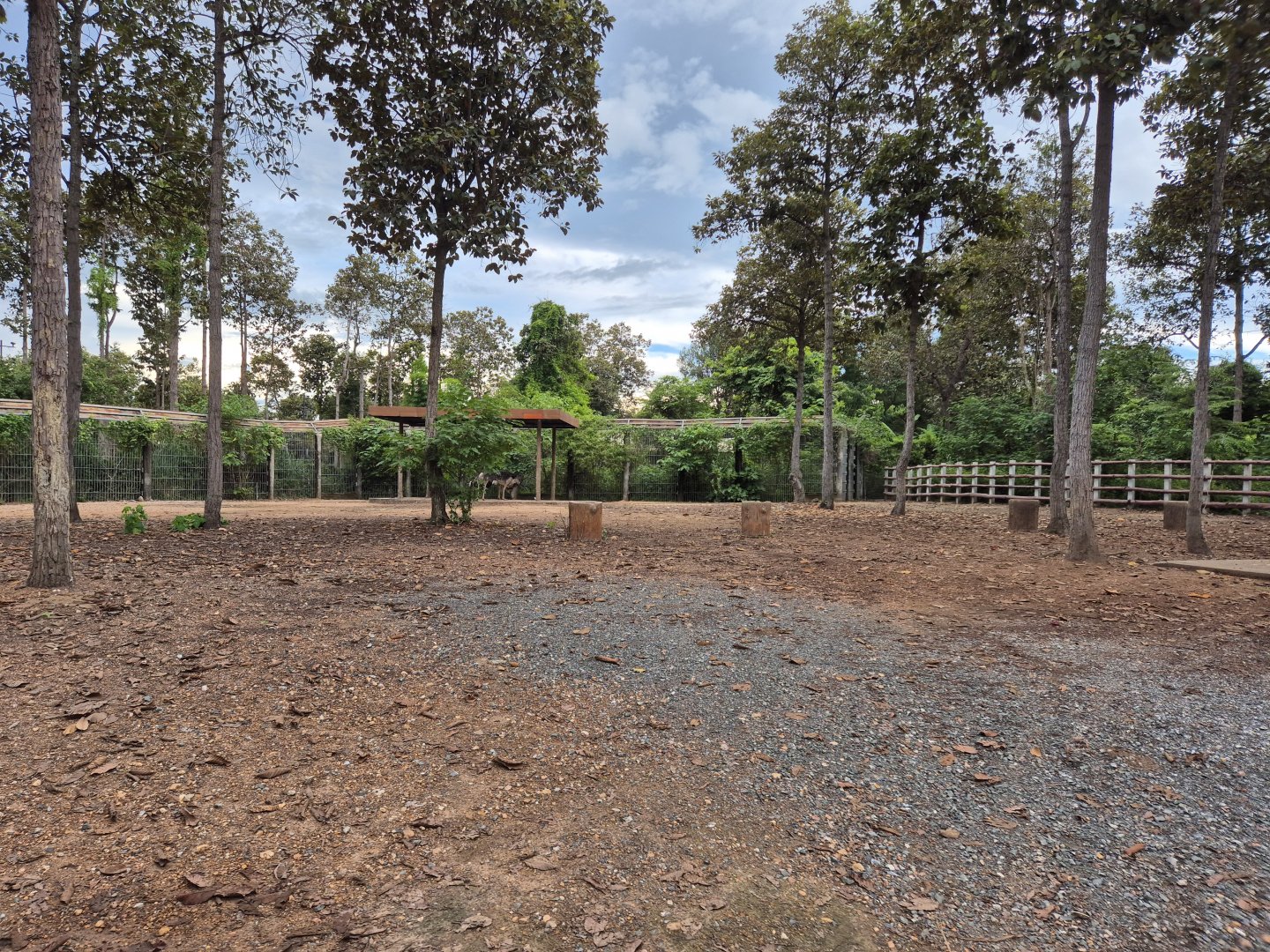 Zebra/Giraffe/Ostrich Savanah