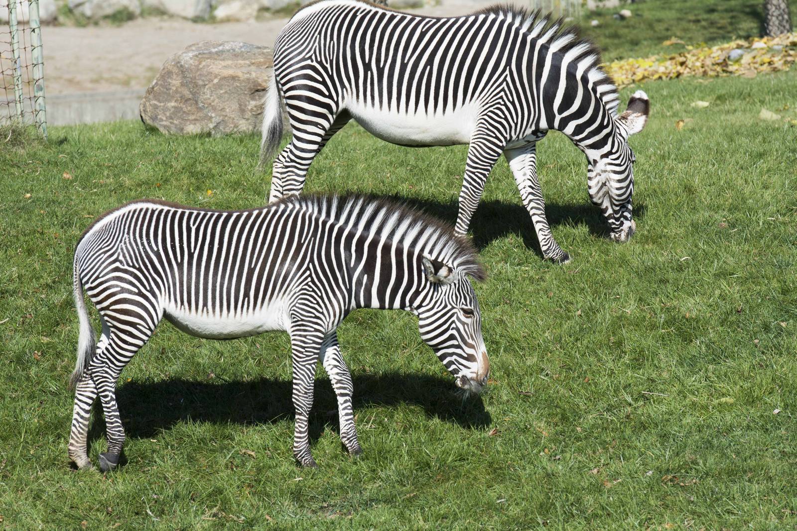 Zebra girls