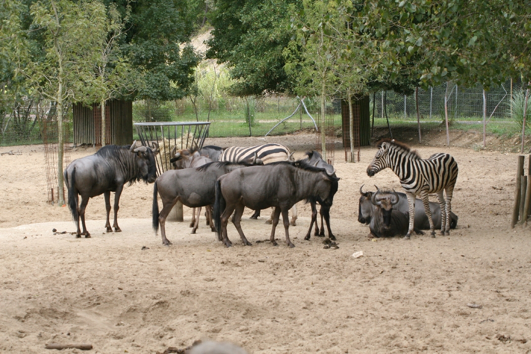 Zebra / Gnu Mix
