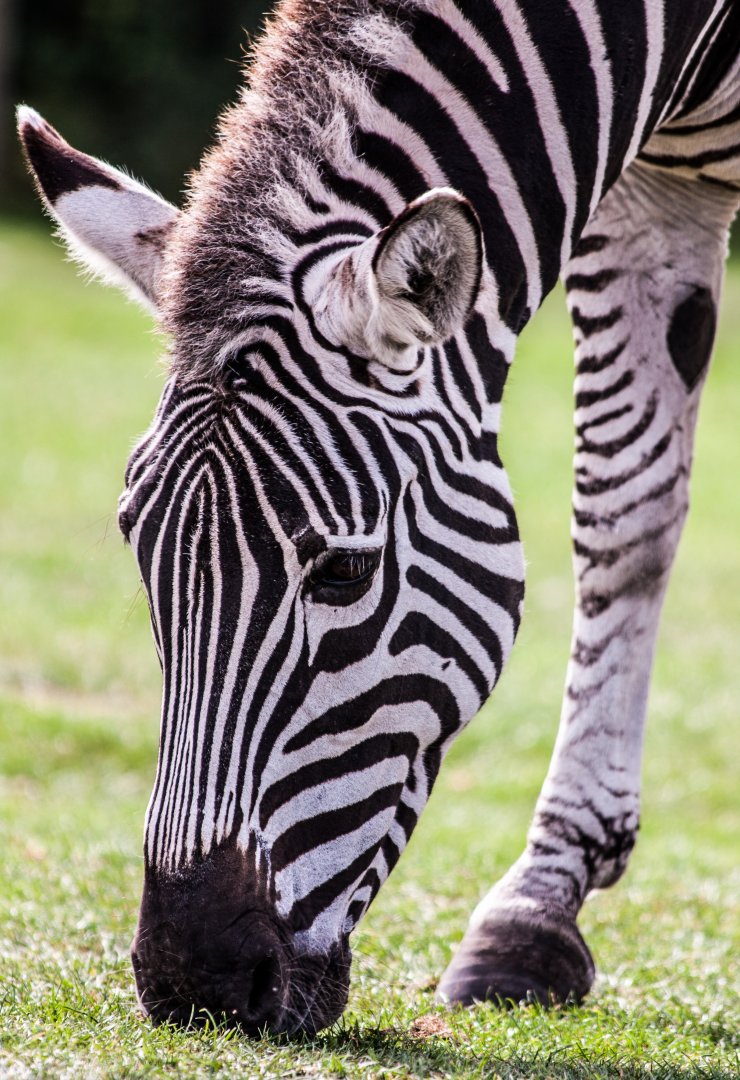 Zebra Grazing