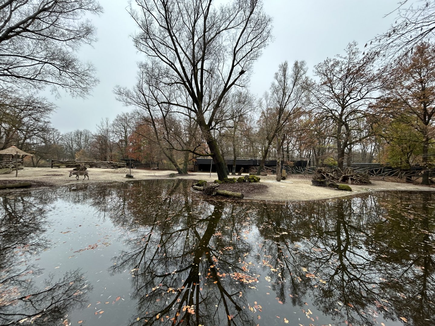 Zebra & Greater Kudu Exhibit