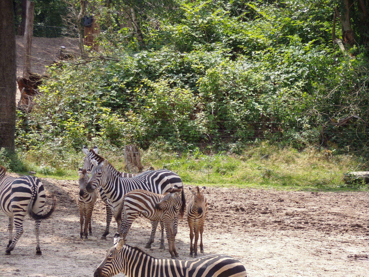 Zebra group 6.7.23