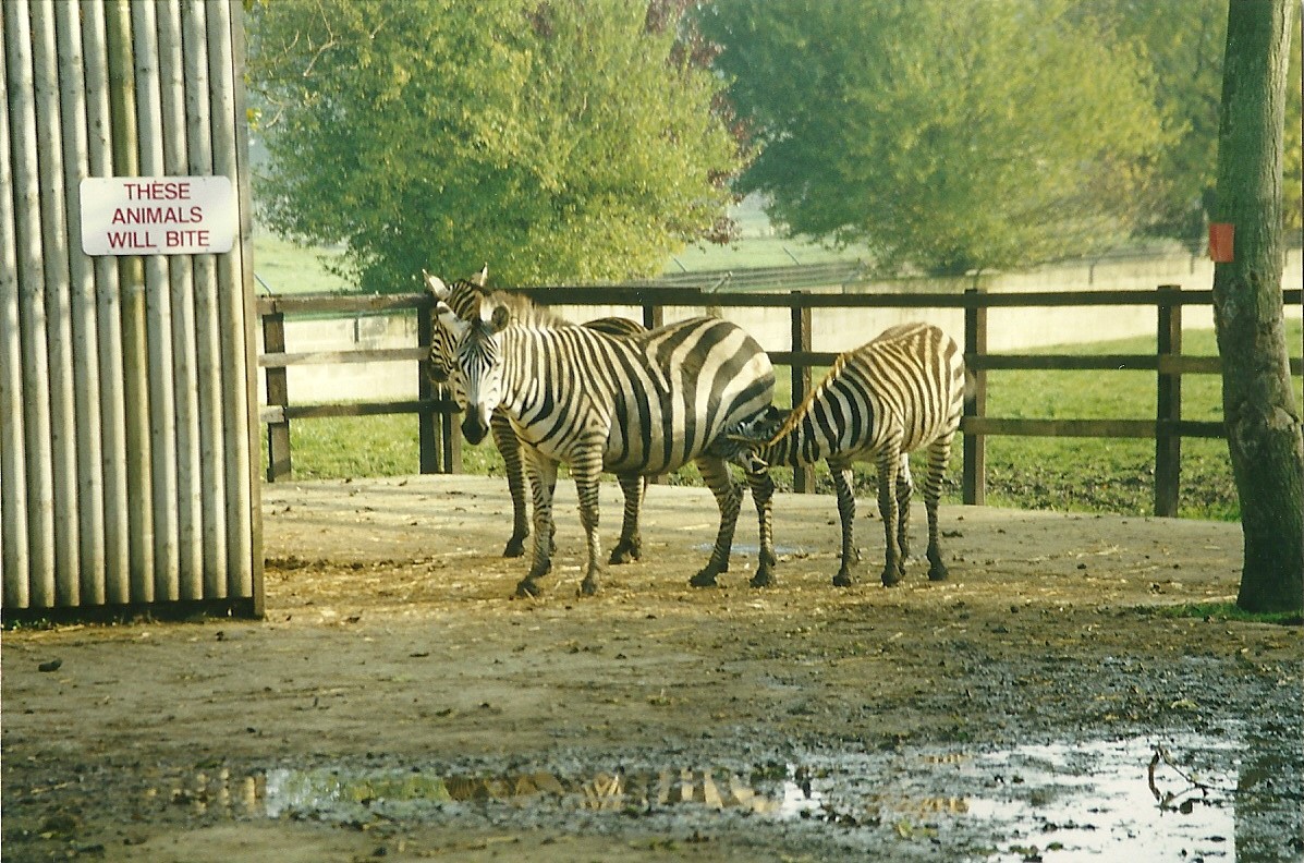 Zebra hardstanding 17th October 1997