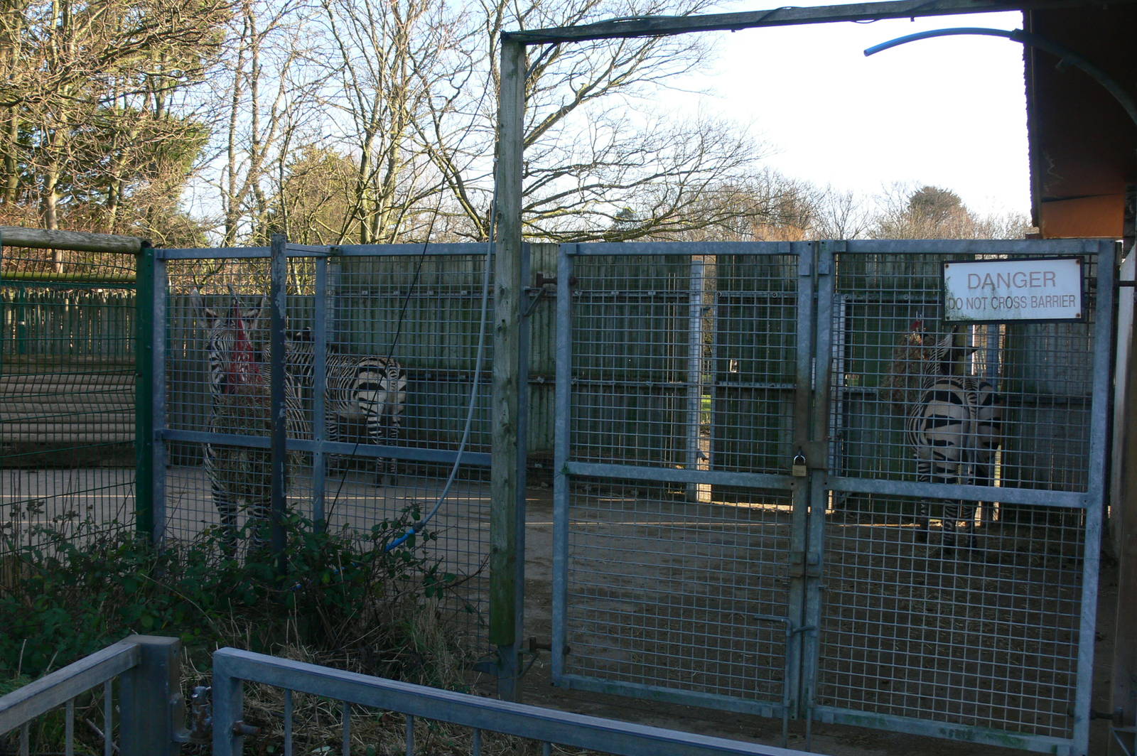Zebra Hardstanding at Blackpool Zoo, 15/01/15