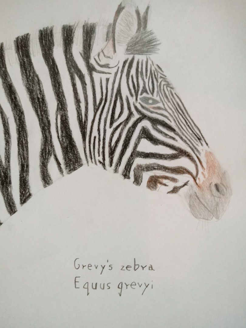 Zebra heads part 2: Grevy's zebra