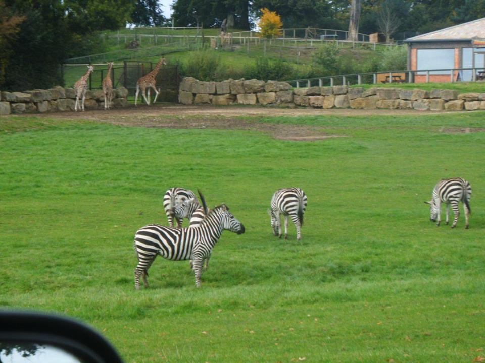 Zebra Herd
