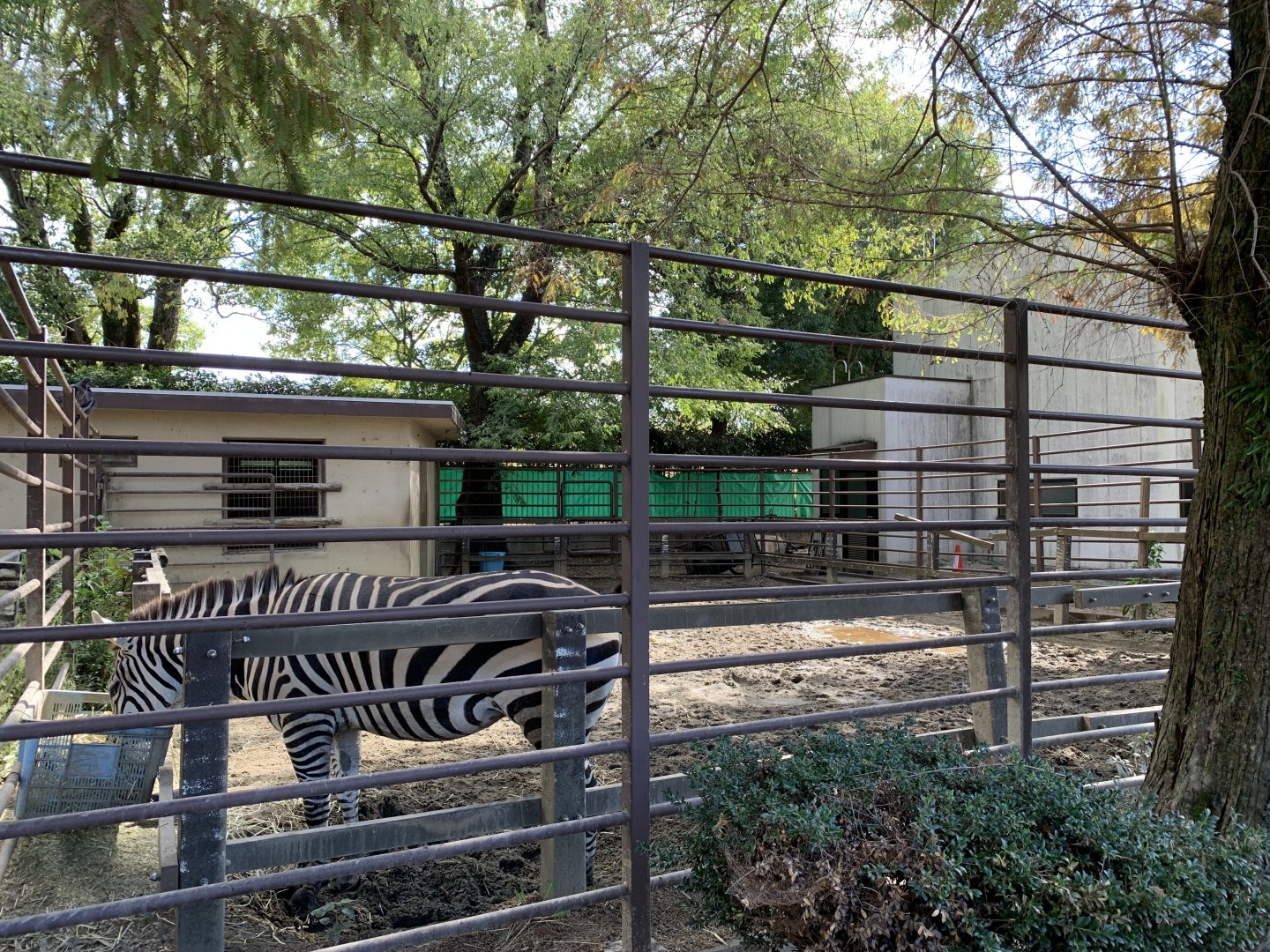 Zebra (Himeji City Zoo)