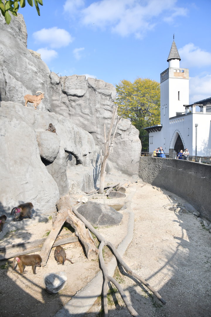 Zebra house and baboon cliff (with aoudad)