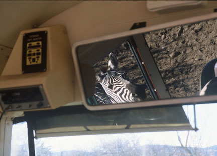 zebra in rearview mirror of tour bus