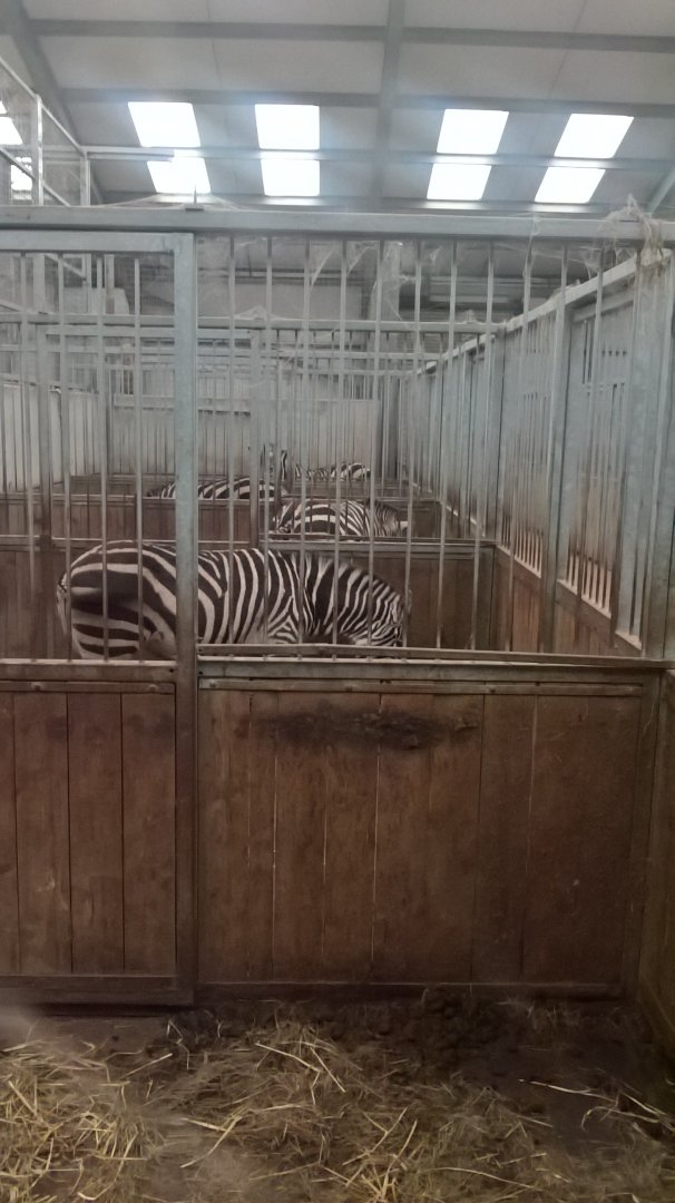 zebra indoor enclosure