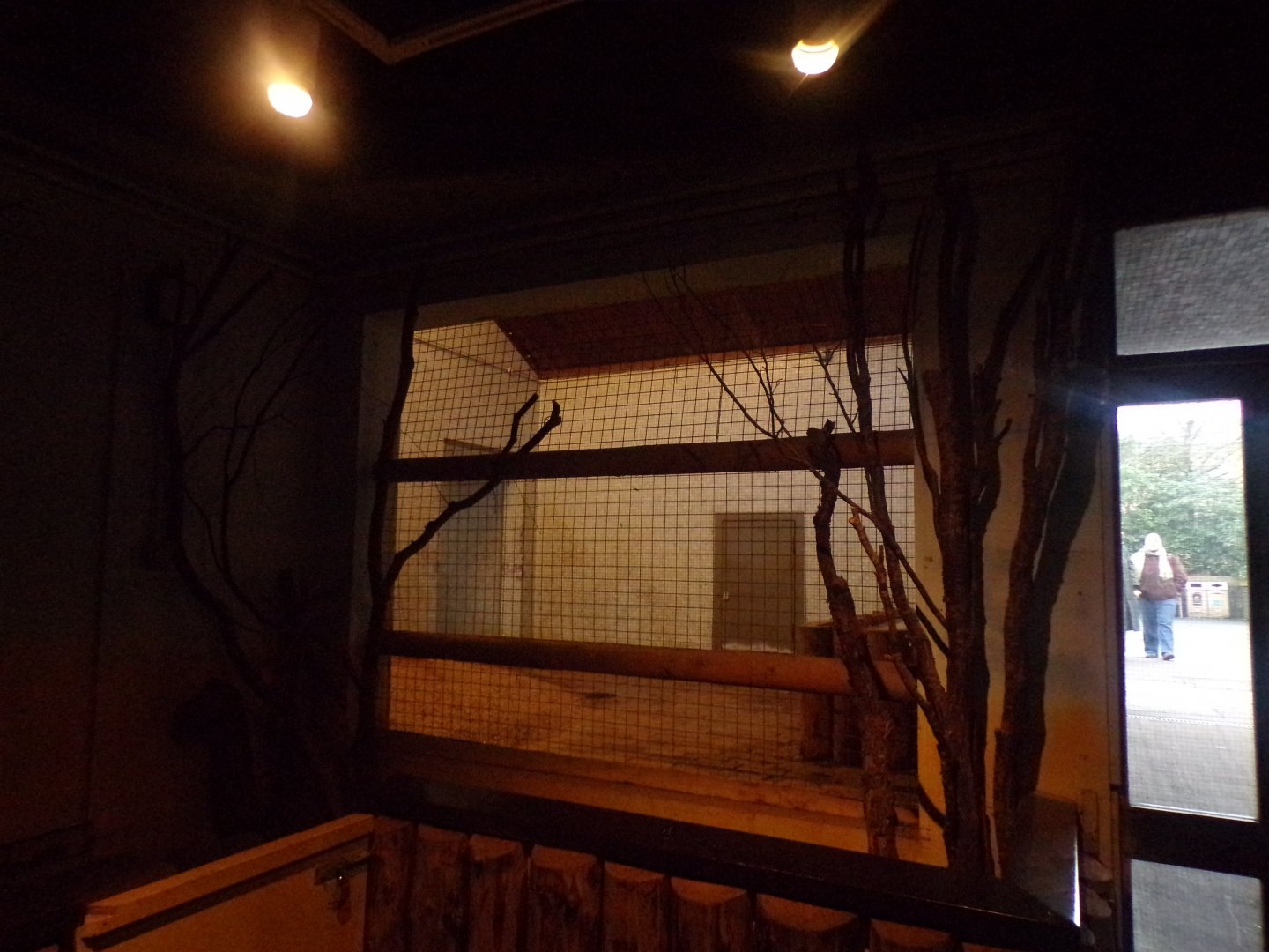 Zebra indoors 11.2.25