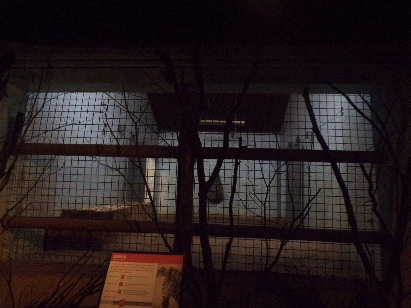 Zebra indoors 11.2.25