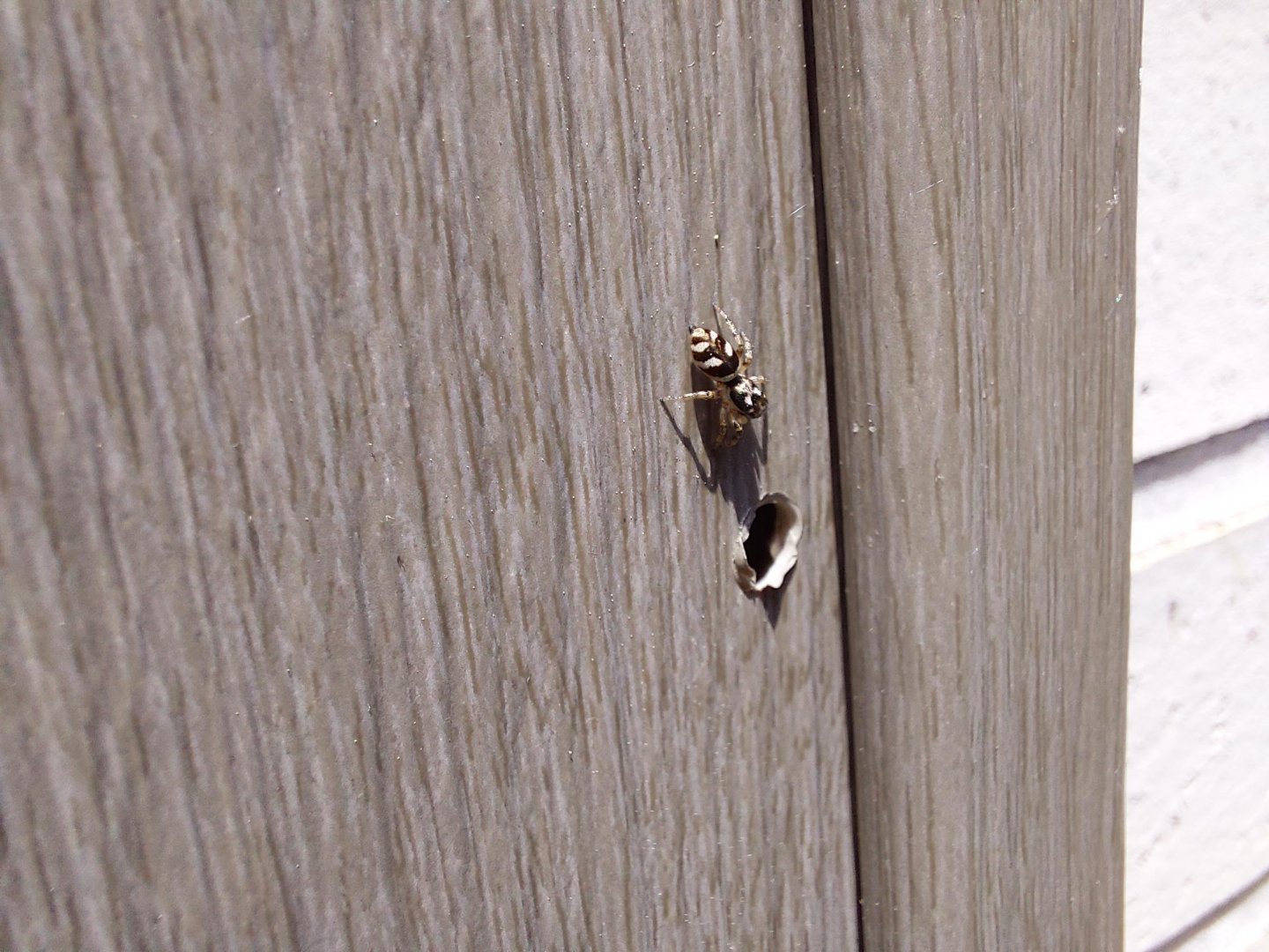 Zebra jumping spider, going to his hole