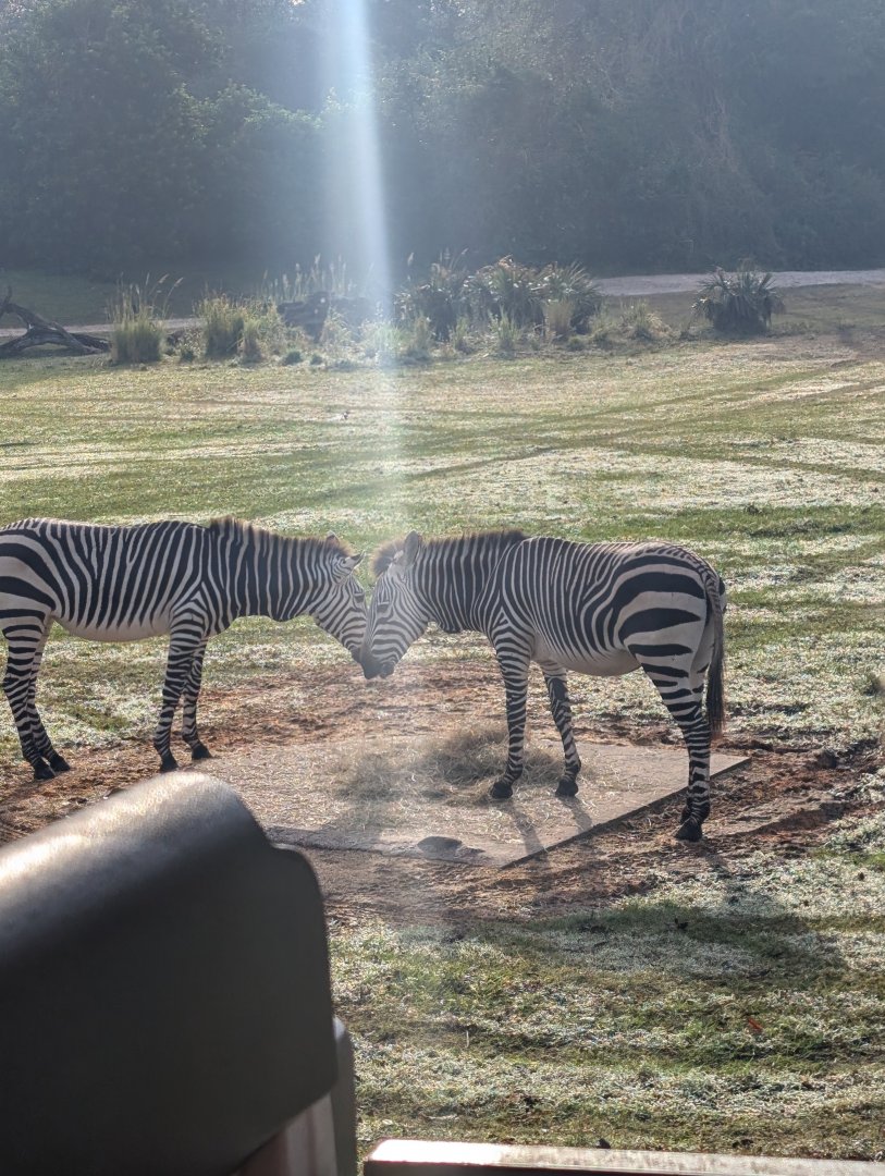 Zebra - Kilimanjaro Safari