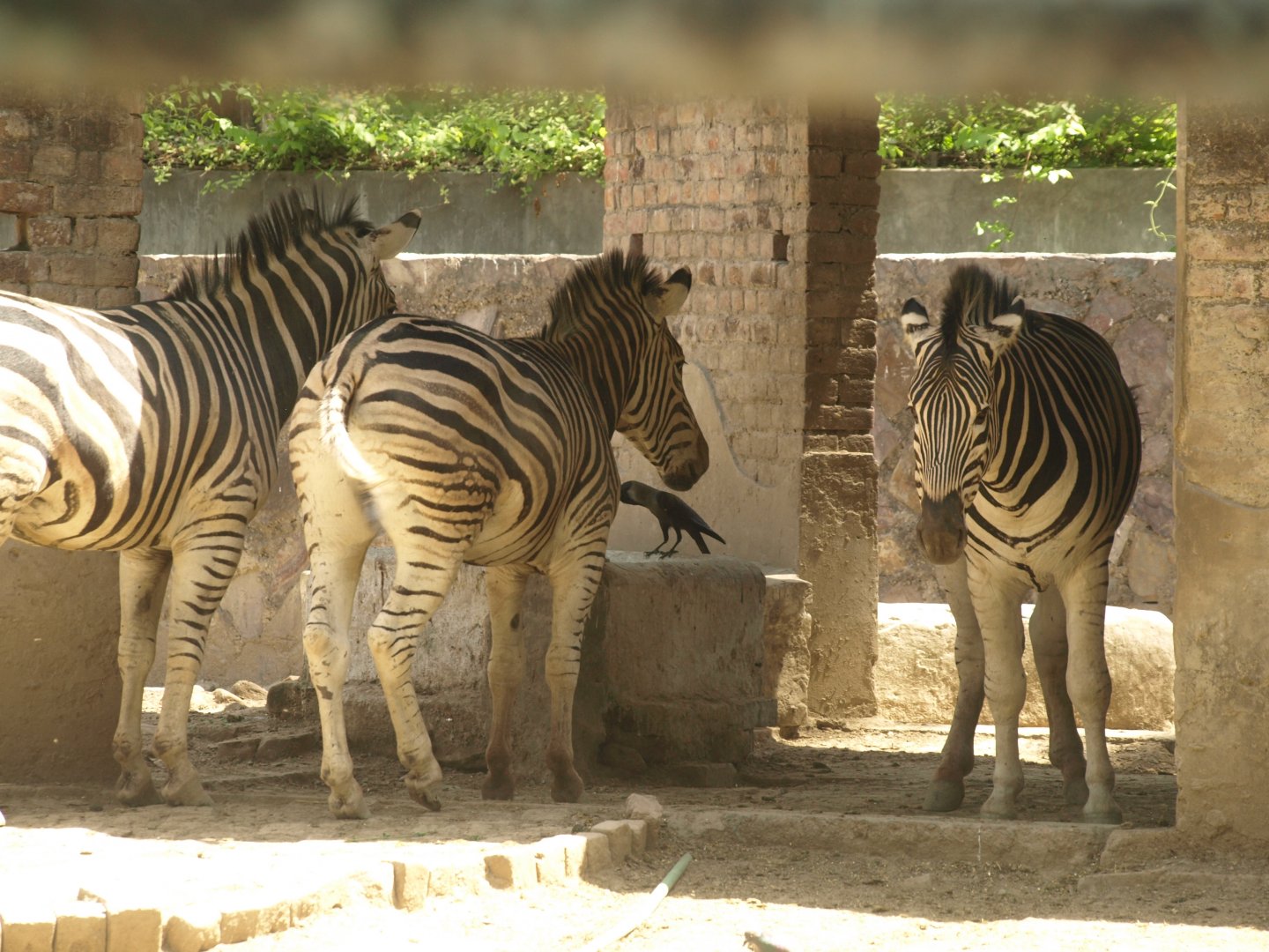 Zebra - Lahore zoo 8/4/2017