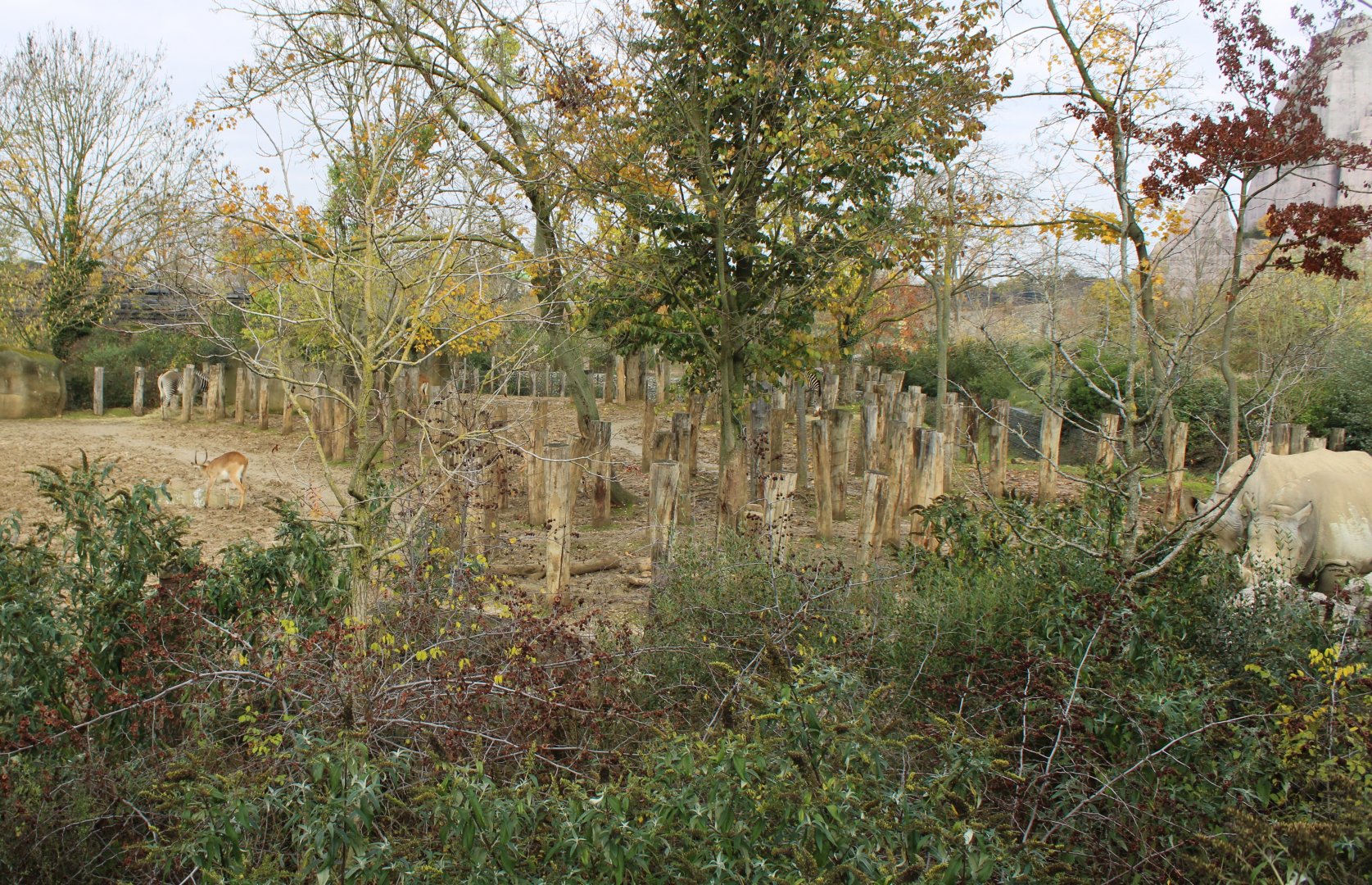 Zebra - Lechwe - Rhino enclosure