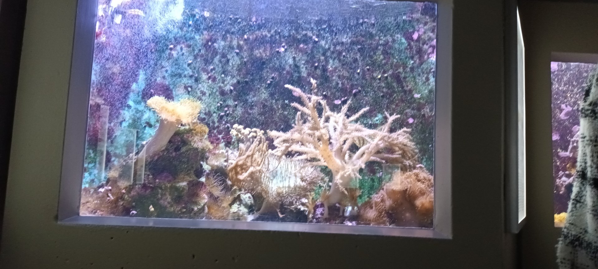 Zebra Lionfish Tank