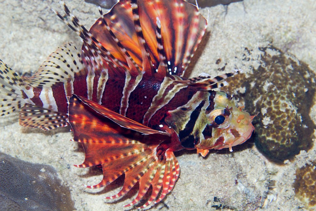 Zebra Lionfish