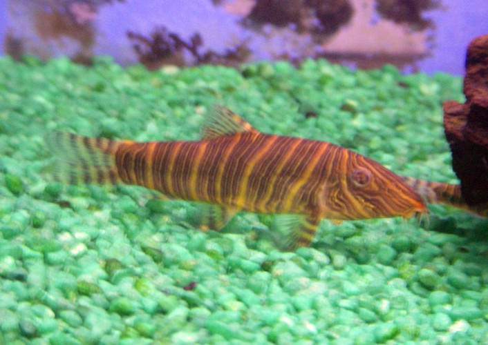 Zebra Loach (Botia striata)