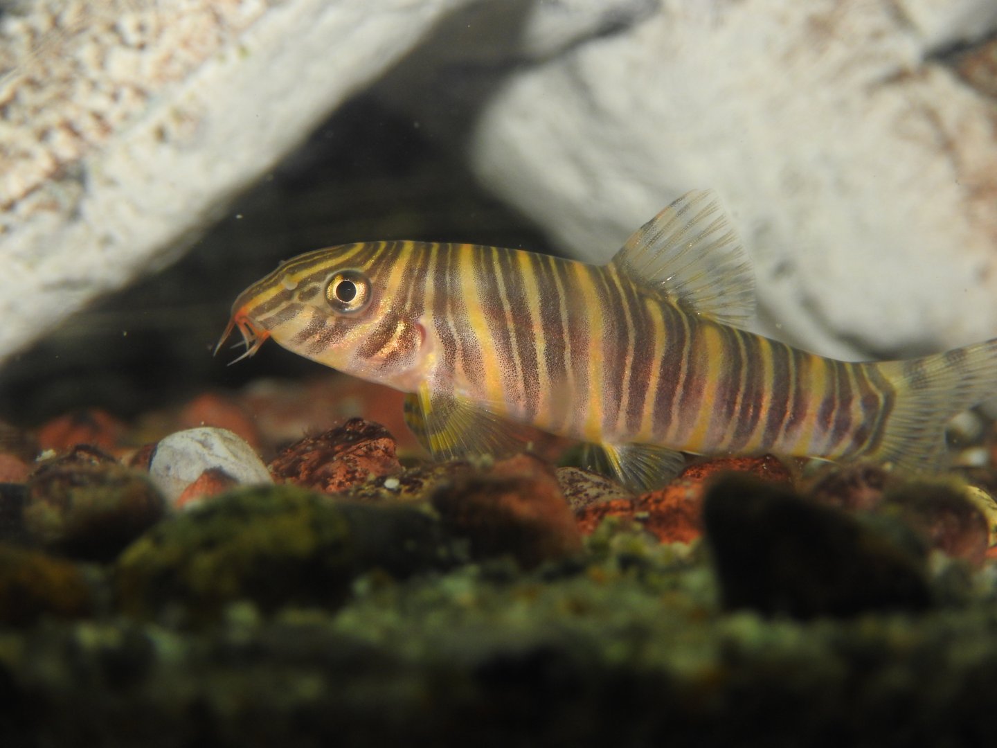 Zebra Loach