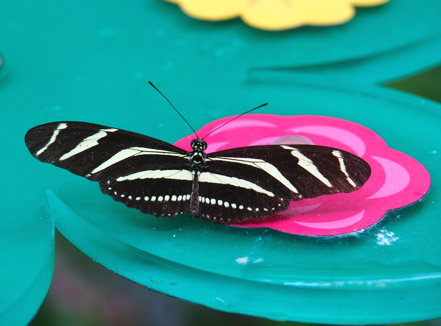 Zebra longwing (Heliconius charithonia), 2021-06-12