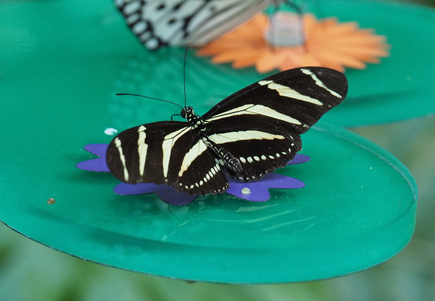 Zebra longwing (Heliconius charithonia), 2021-07-17