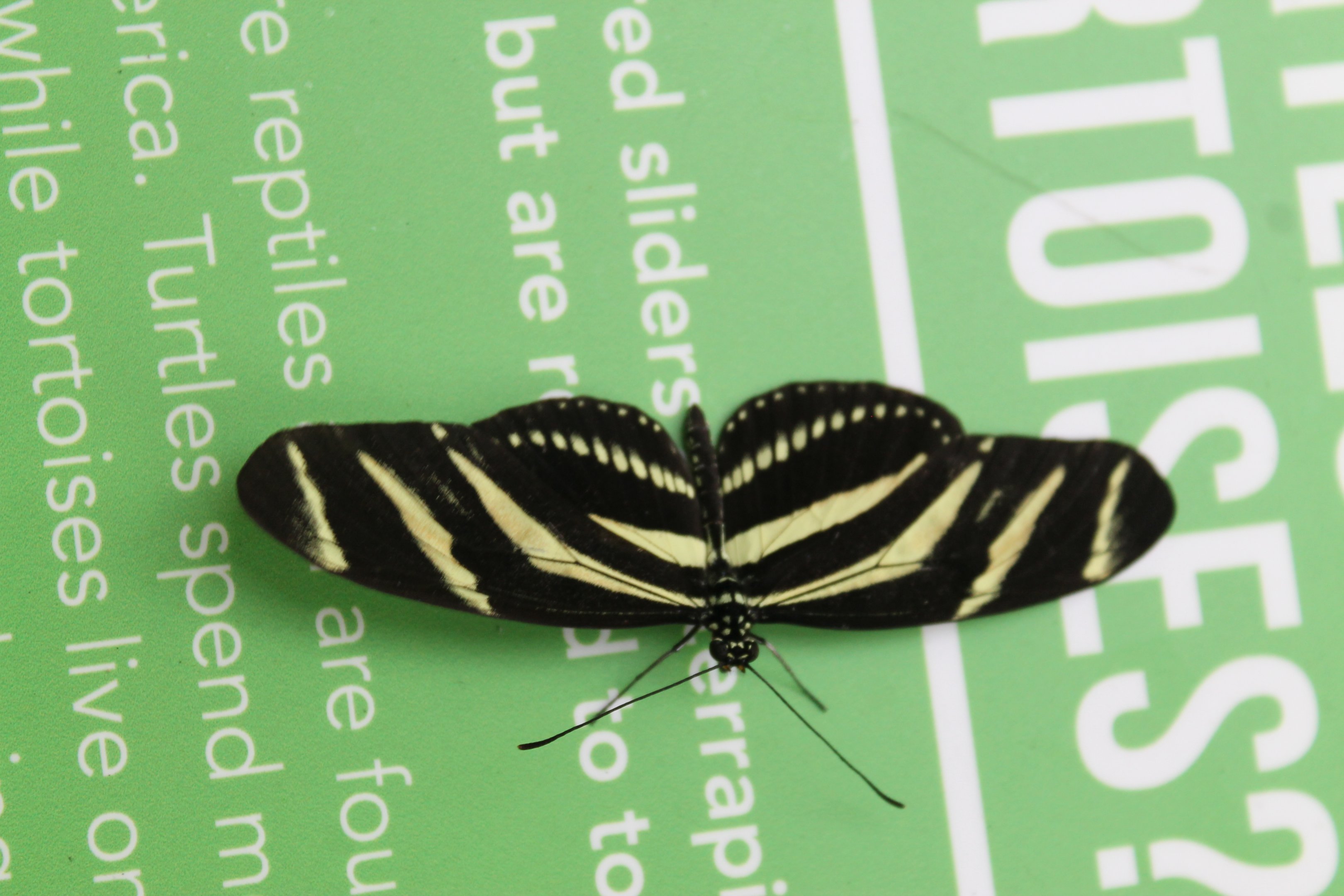 Zebra Longwing (Heliconius charithonia)