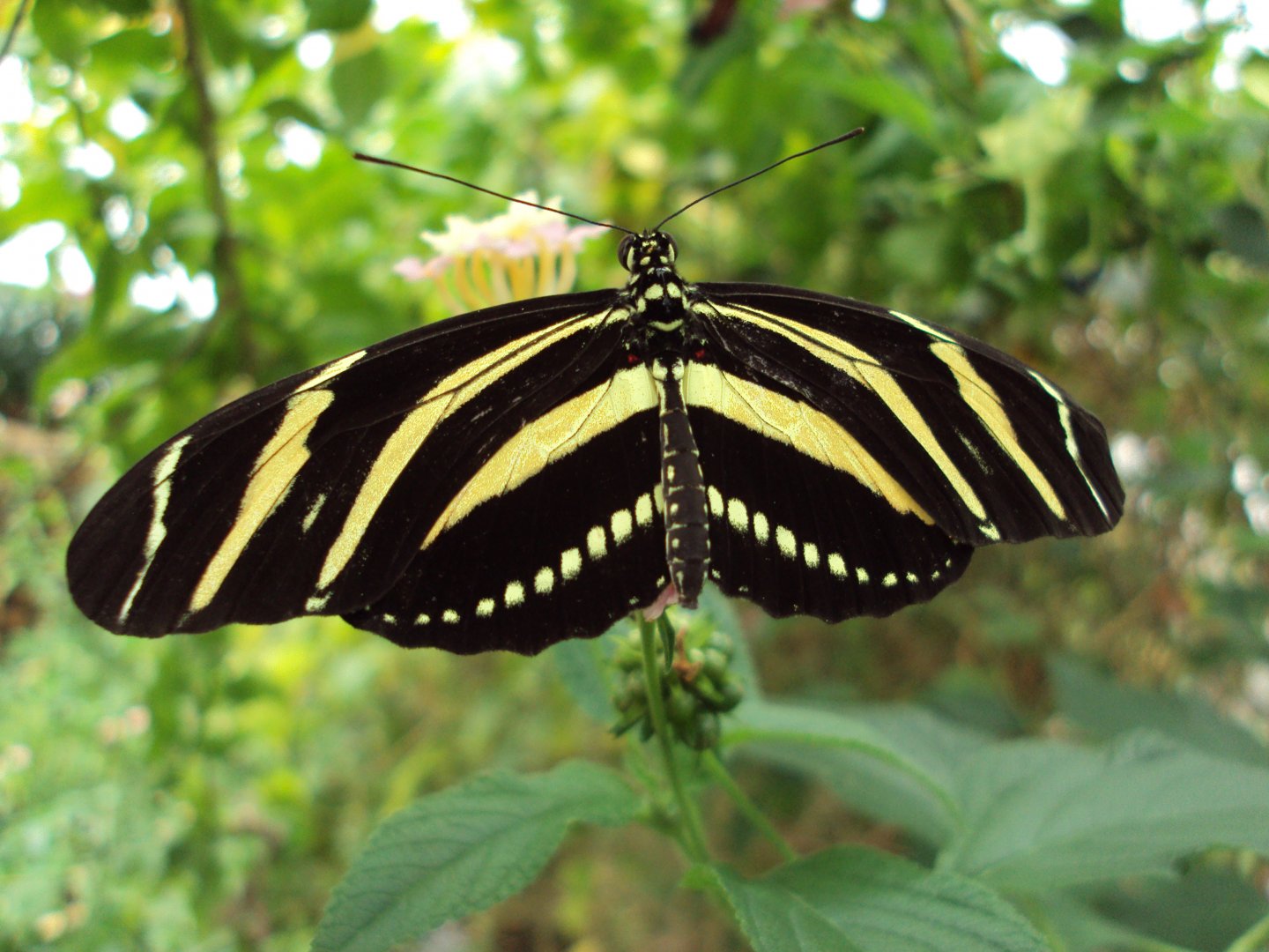 Zebra Longwing (Heliconius charitonius) 28/05/2019