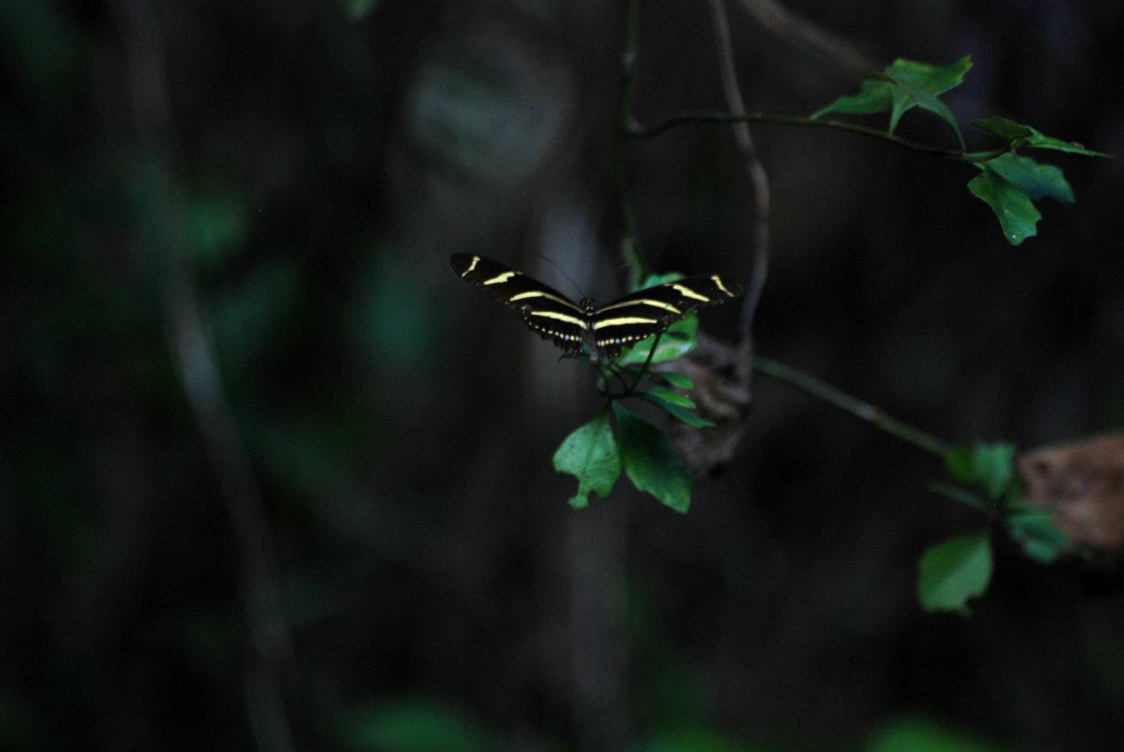 Zebra Longwing, Western Everglades/Big Cypress, October 2013